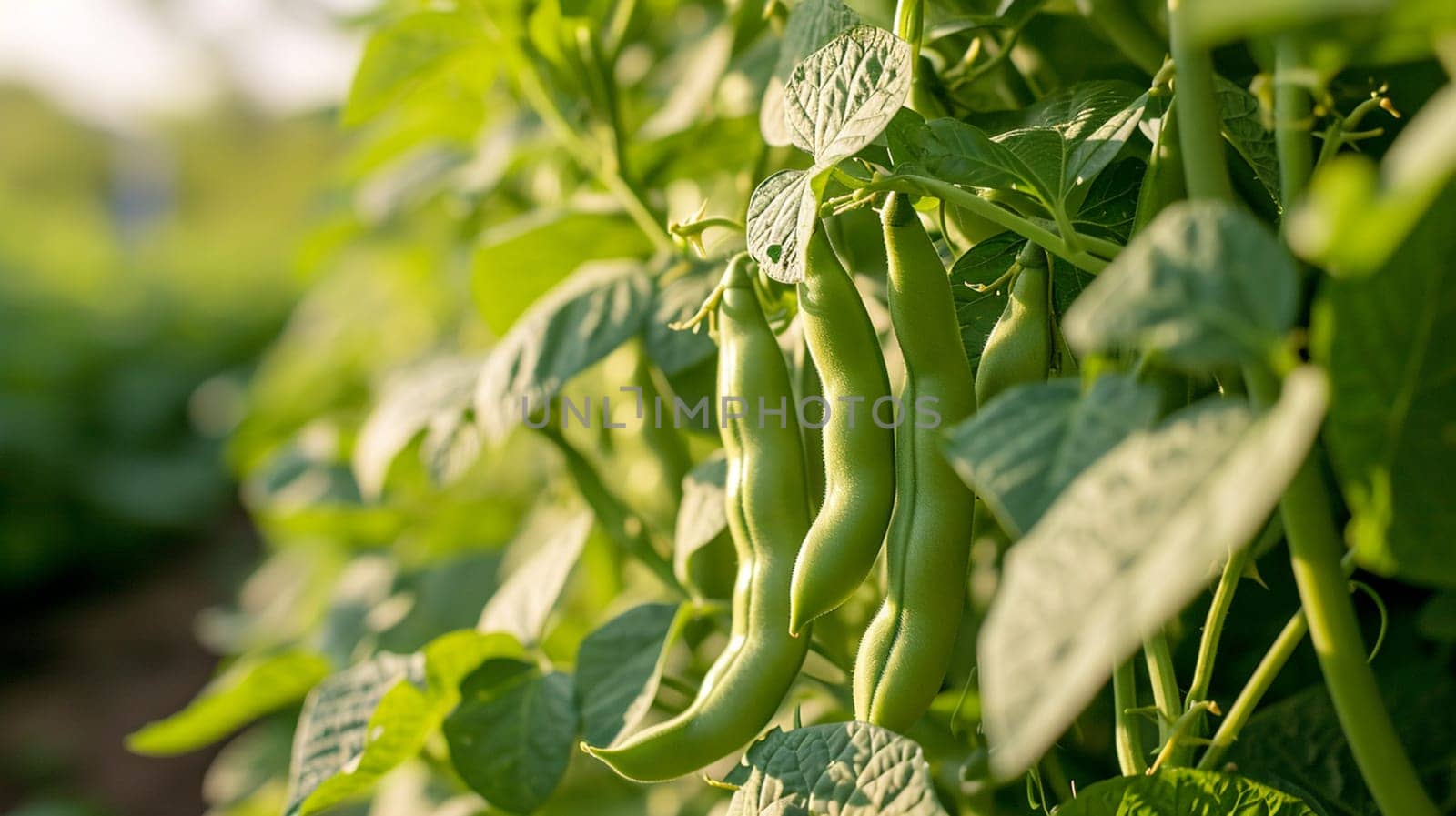 Beans growing in the garden. selective focus. Generative AI, by mila1784