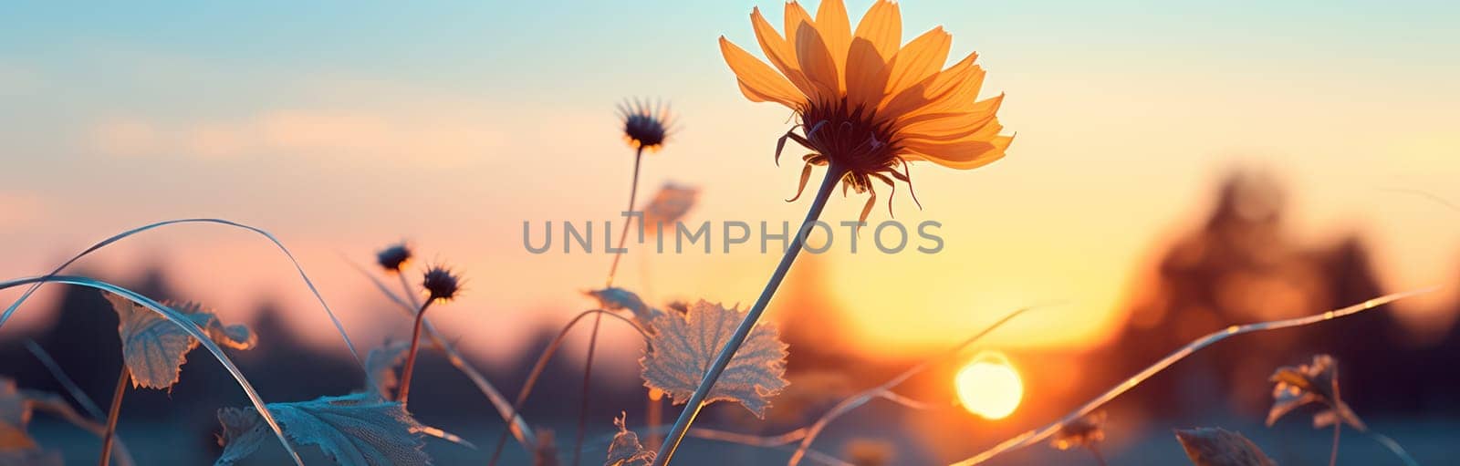 Blooming Beauty: A Vibrant Meadow of Yellow Flowers at Sunset. by Vichizh