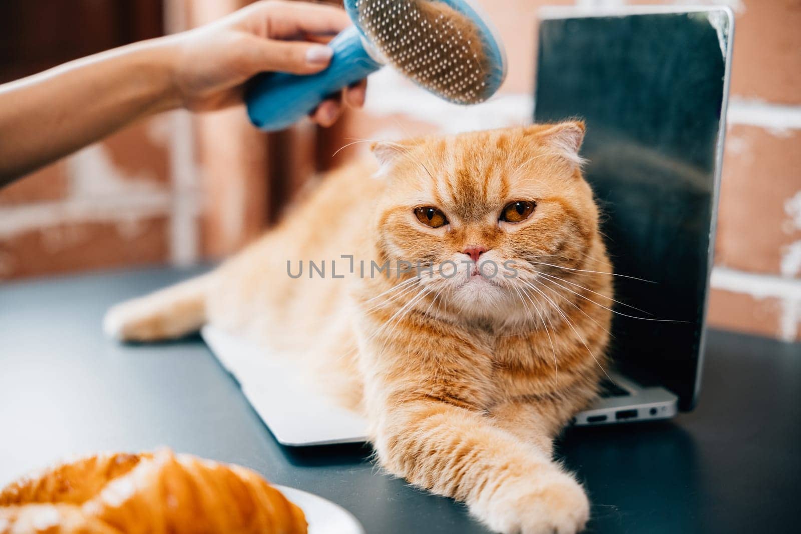 Loving hygiene routine, A woman combs her Scottish Fold cat's fur while holding the cat in her hand. Their happiness during this grooming session is truly enjoyable. Pat love routine