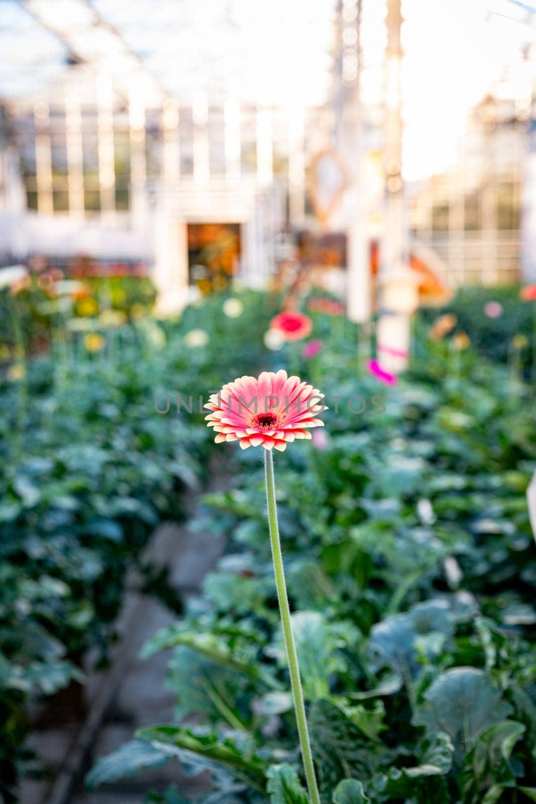 an indoor greenhouse where gerberas are grown by compuinfoto
