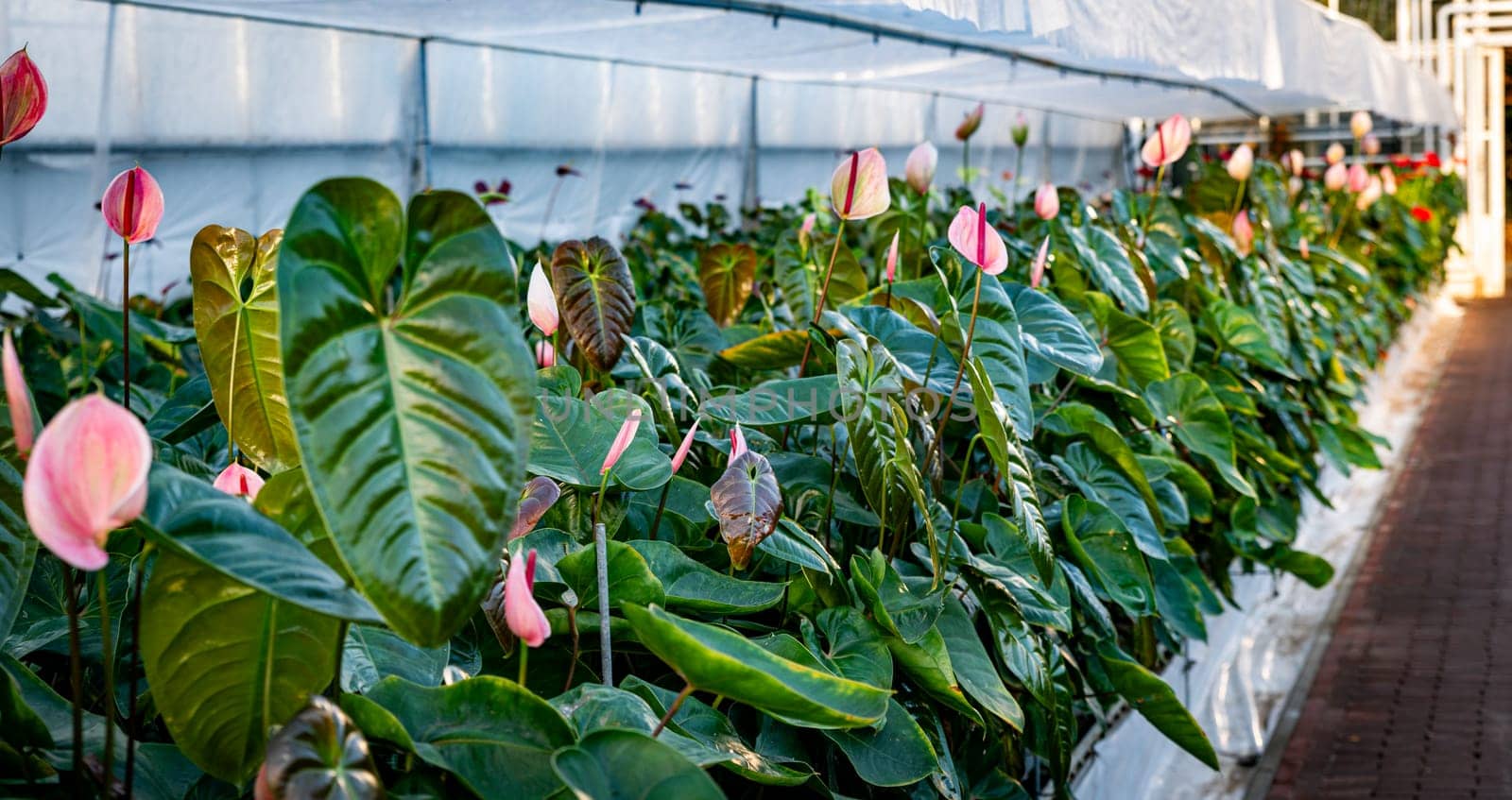 an indoor greenhouse where anthuriums are grown by compuinfoto