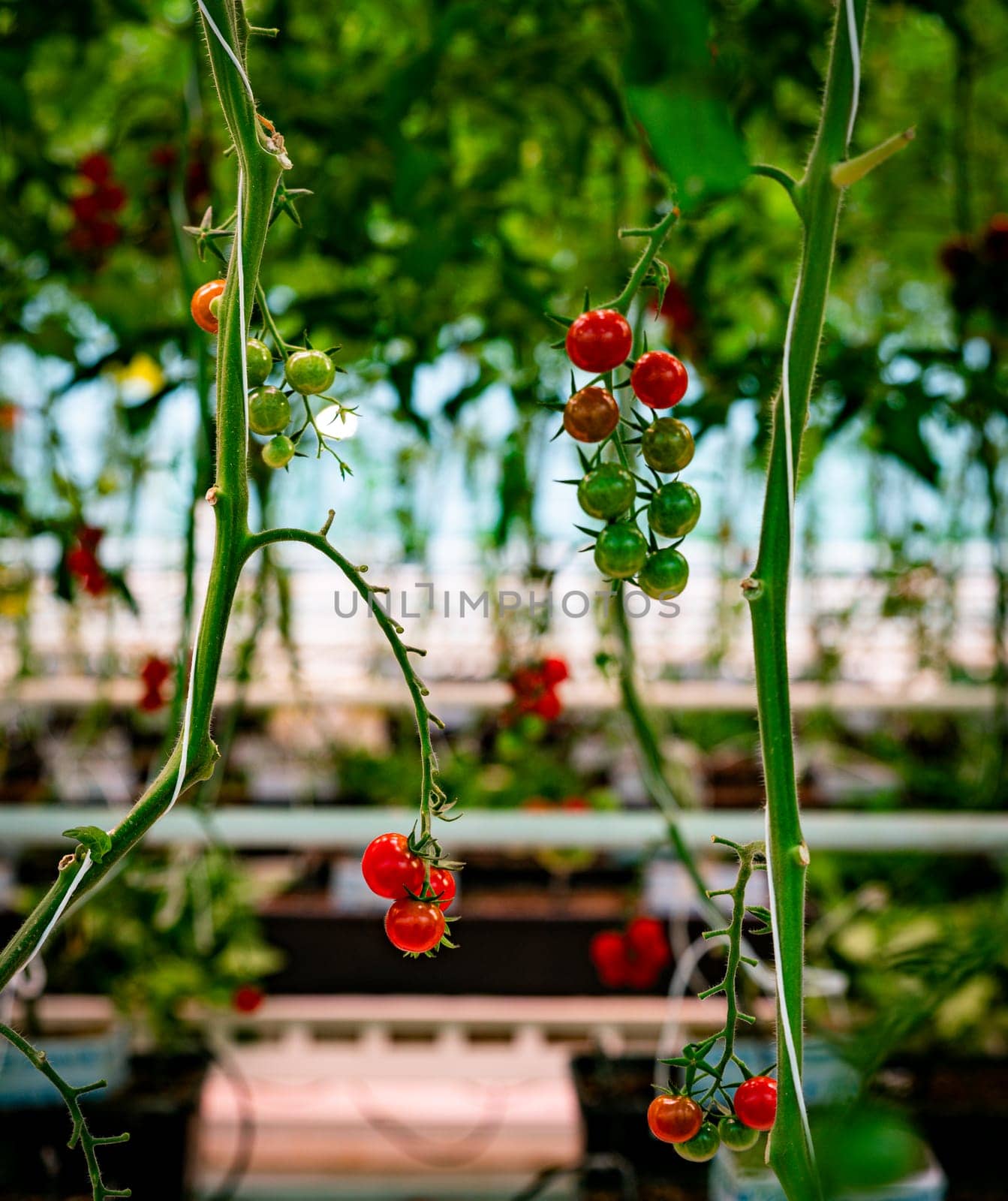 Tomatoes ripening on tomato plant vines in a greenhouse