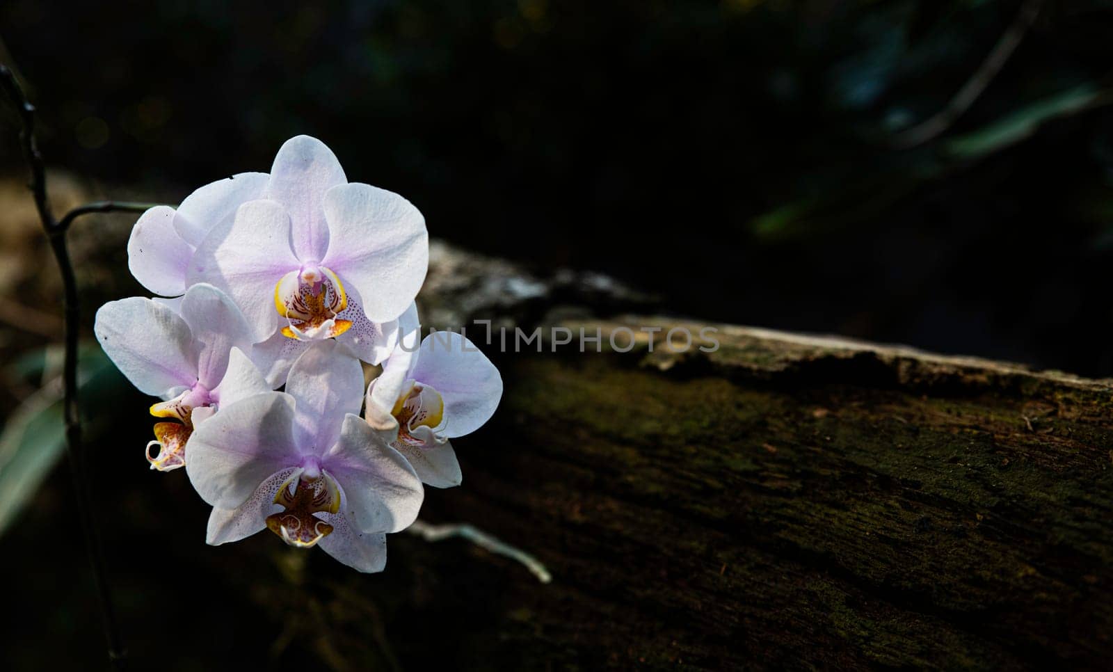 a beautiful orchid Phalaenopsis white and pink with a blurry background on a tree trunk