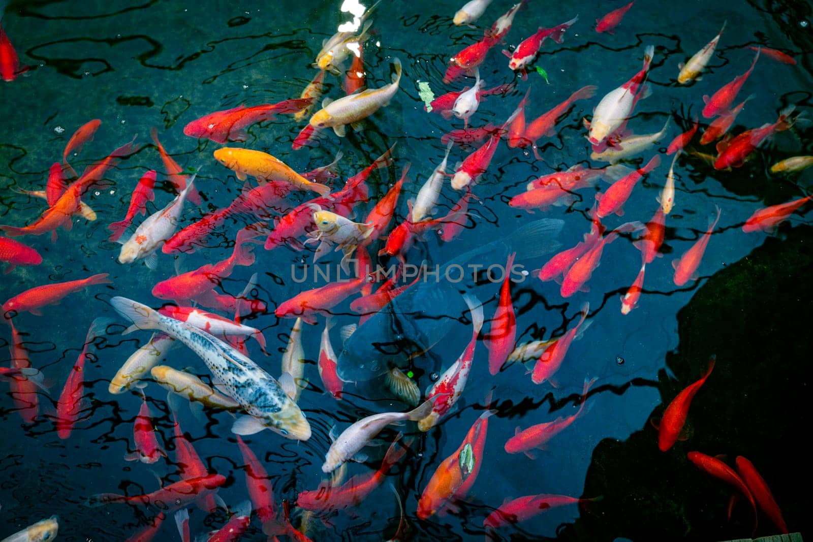 a school of fish as a background by compuinfoto
