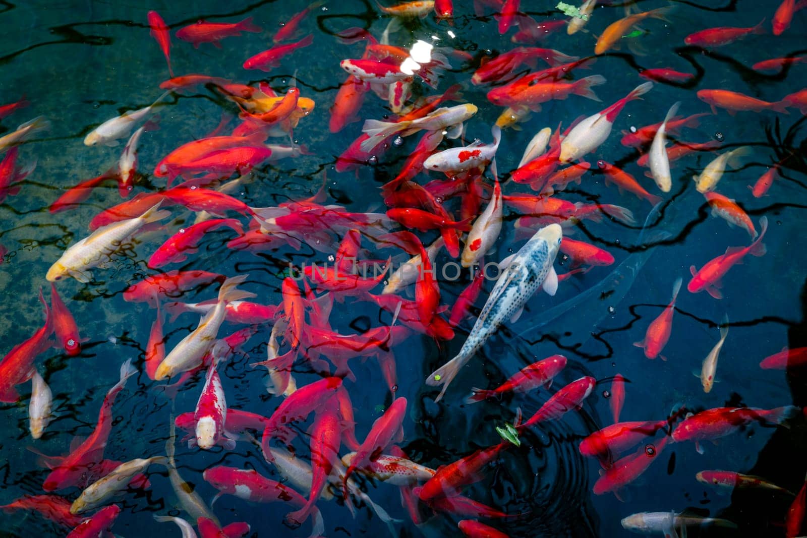 a school of fish such as goldfish carp and koi carp in the water as a background
