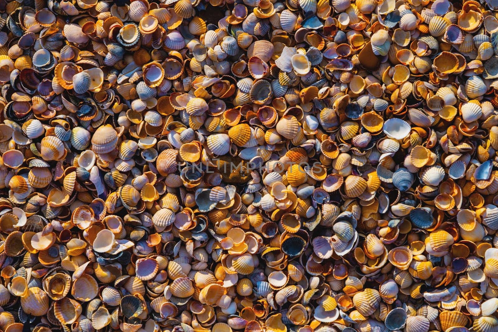 Close-up of seashells lying near the ocean or sea on the shore. Uninhabited houses of sea animals.