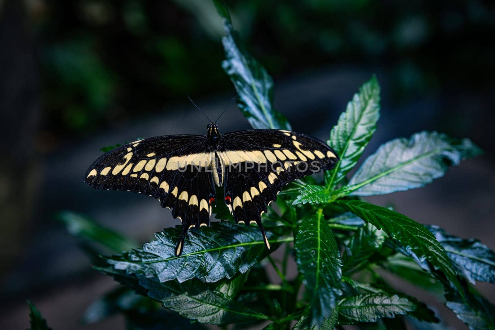 Papilio cresphontes butterfly black and yellow with wings open showing upperside