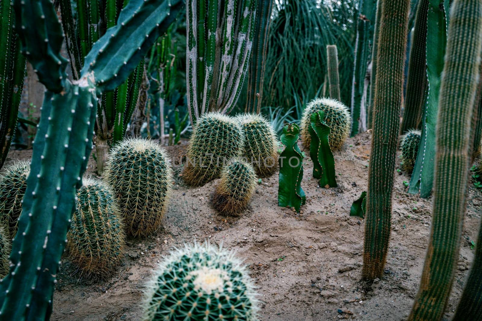 Green tall cacti and succulents growing in botanical, tropical garden in the desert, arid climate. Cactus landscape