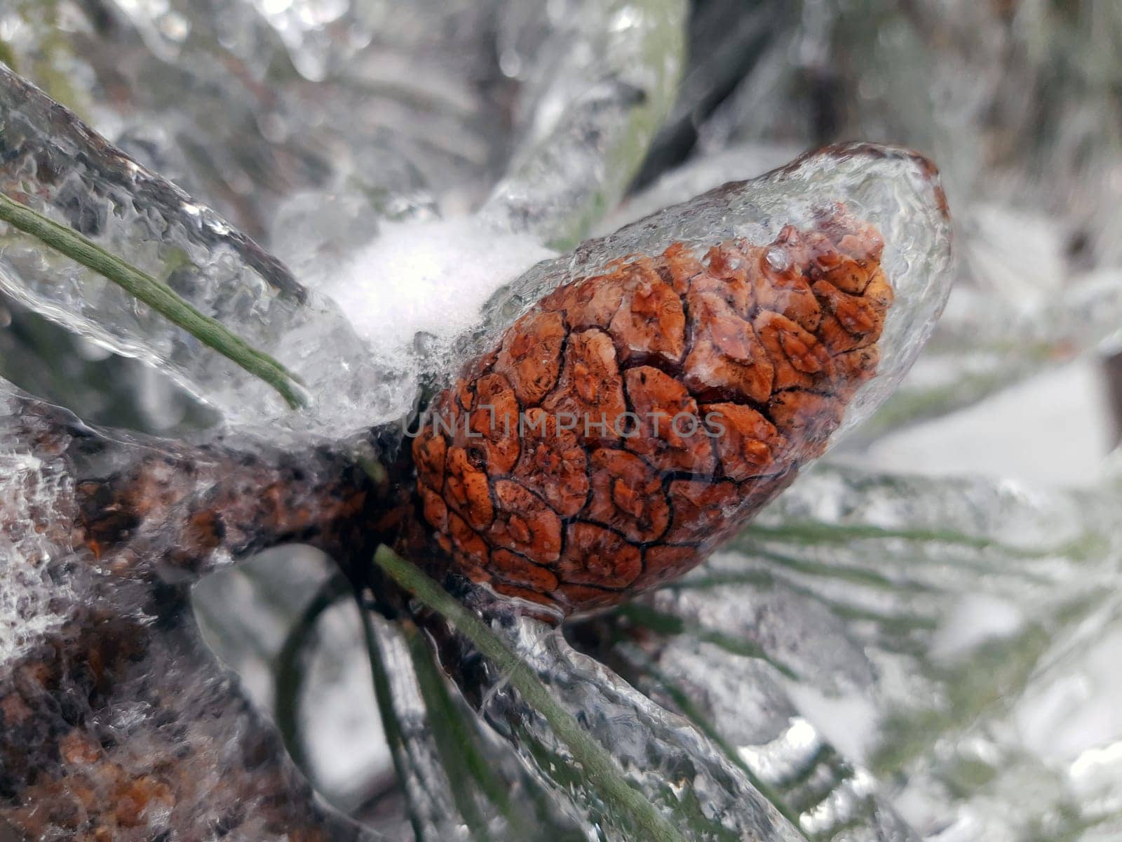 Pine cone in ice in winter close up by Endusik