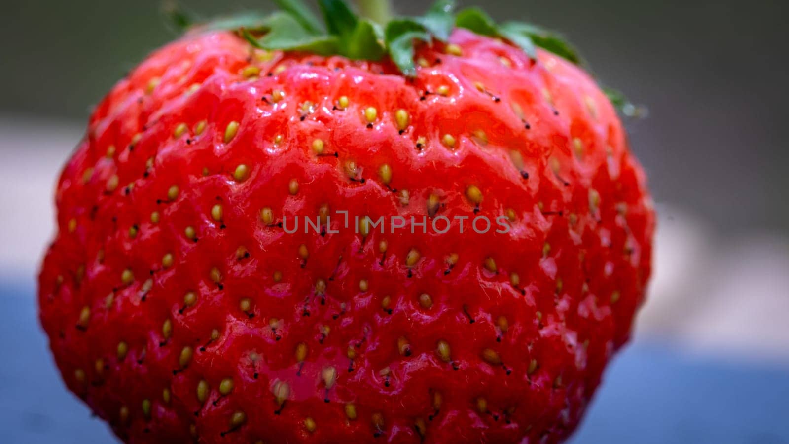 Close up of fresh strawberry showing seeds achenes. Details of a fresh ripe red strawberry. by vladispas