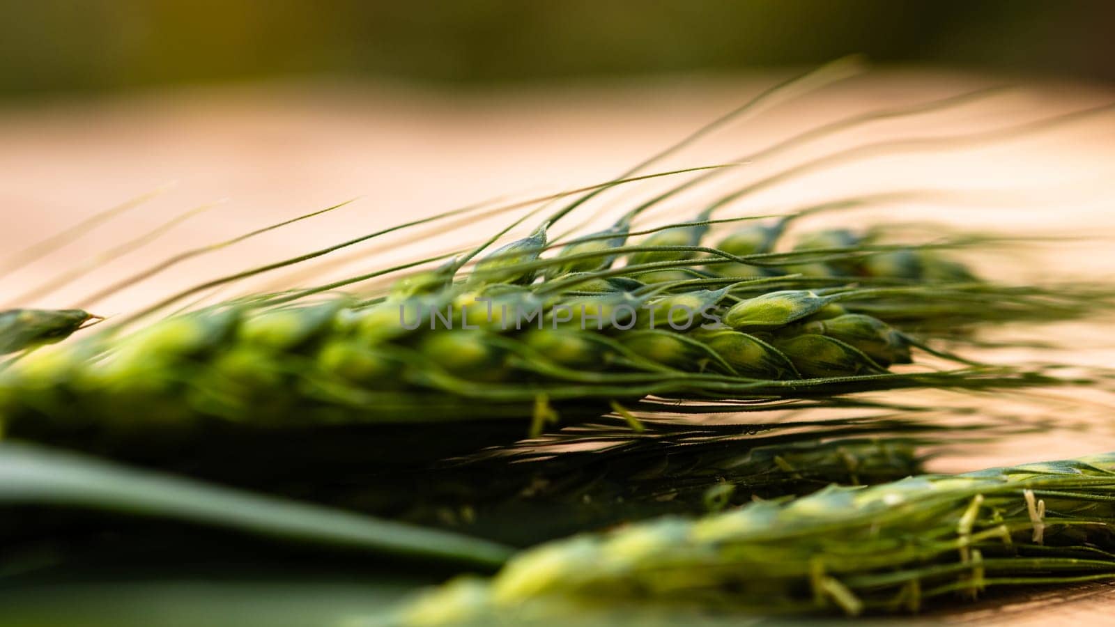 Close up of green ears of wheat isolated.