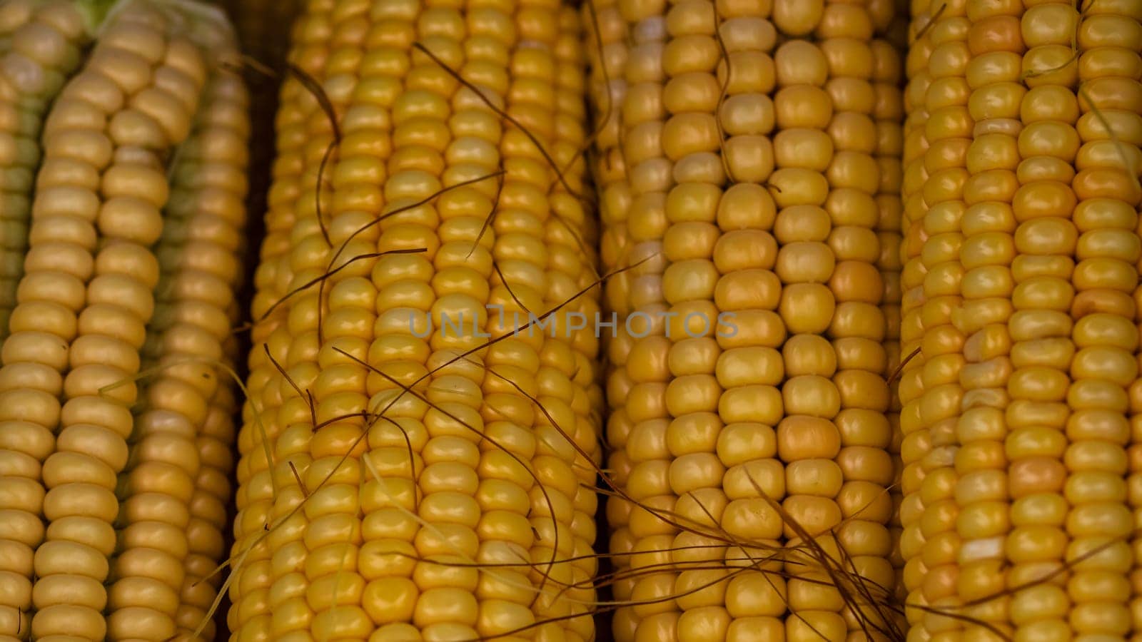 Freshly harvested corn, detail of ripe sweet corn on the cob. by vladispas