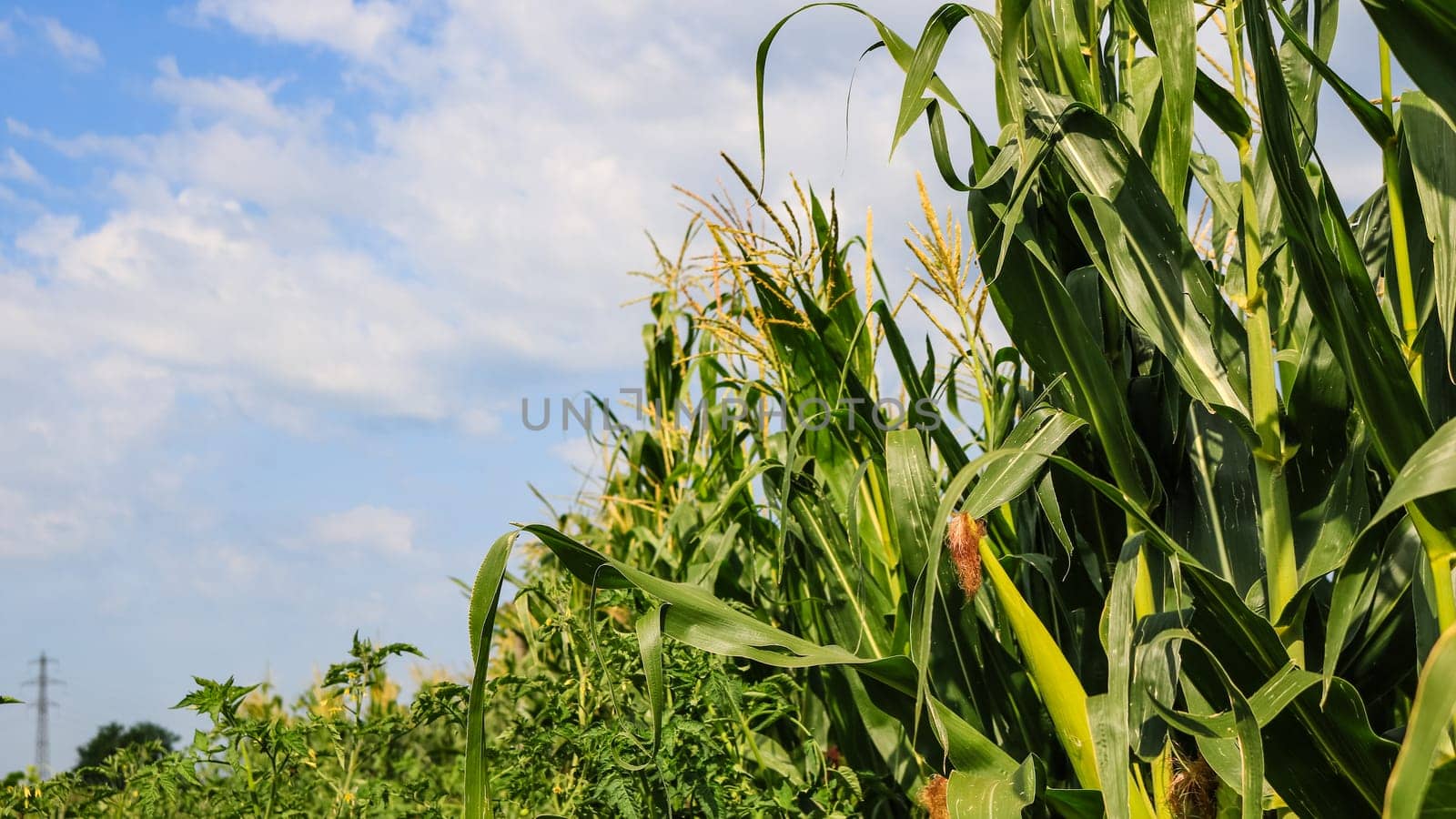 Unripe green corn in the garden. Corn stalks, flowers and leaves on  a sunny day.