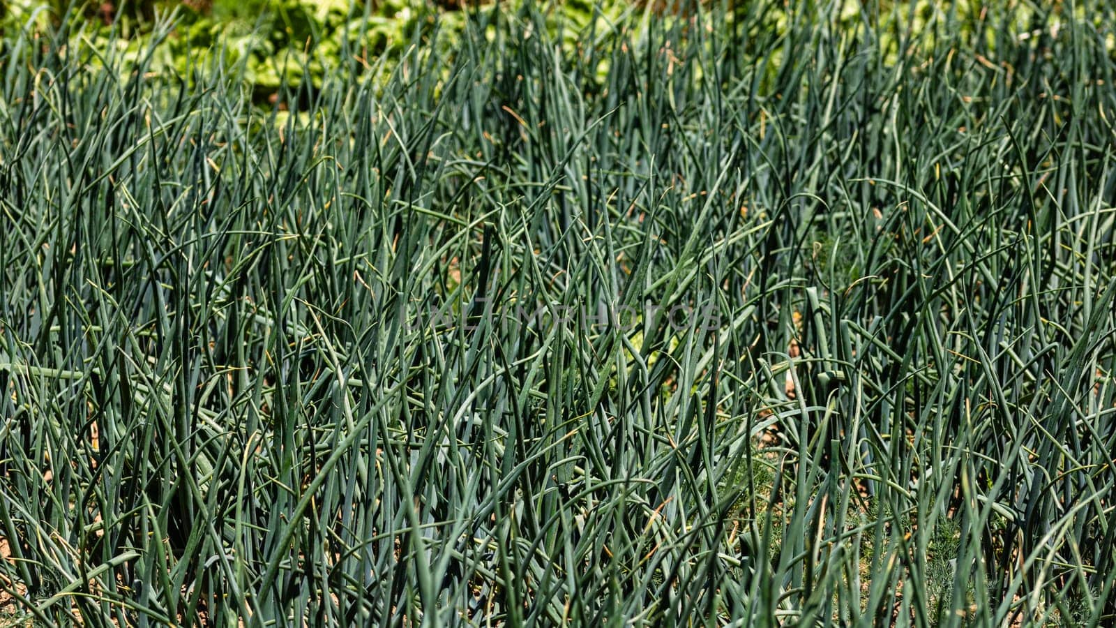 Agricultural field with growing green onions (scallion).