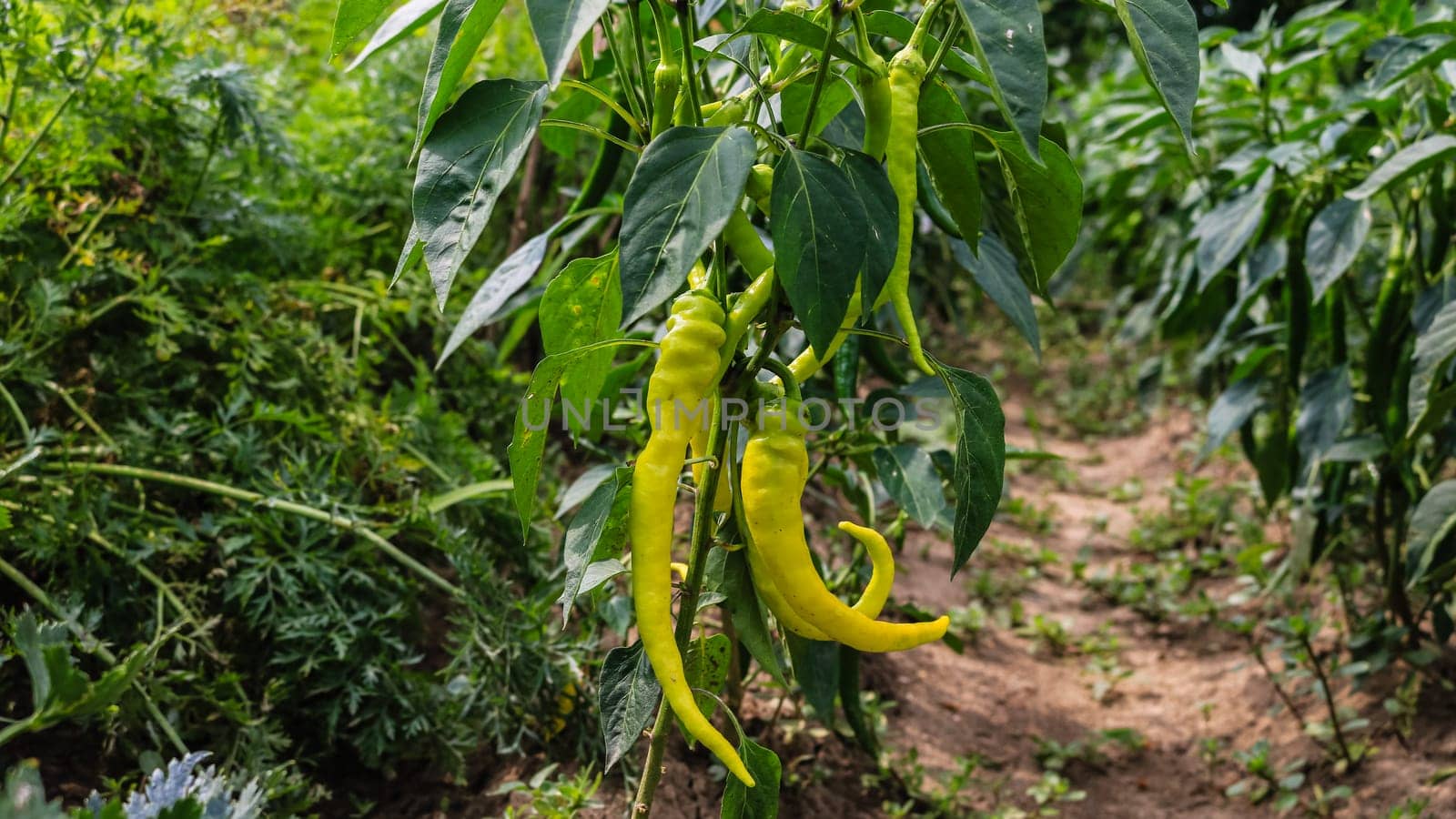 Green pepper growing in the garden.