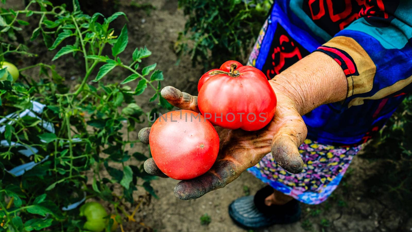 Close up photo of an old woman`s hand holding two ripe tomatoes. Dirty hard worked and wrinkled hand. by vladispas