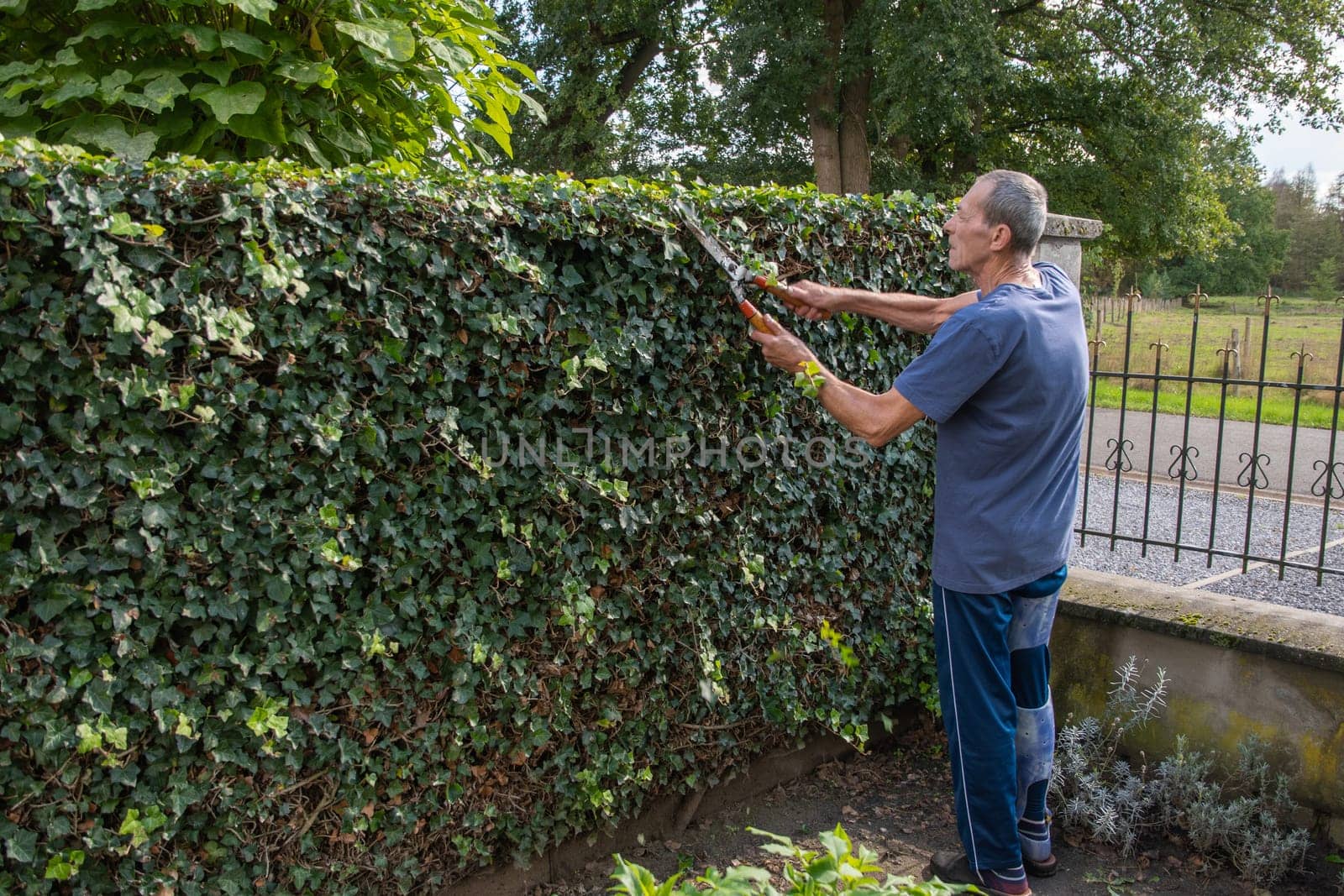 aged gardener with broken leg cuts ivy's fence with a large secateurs,gardening by KaterinaDalemans