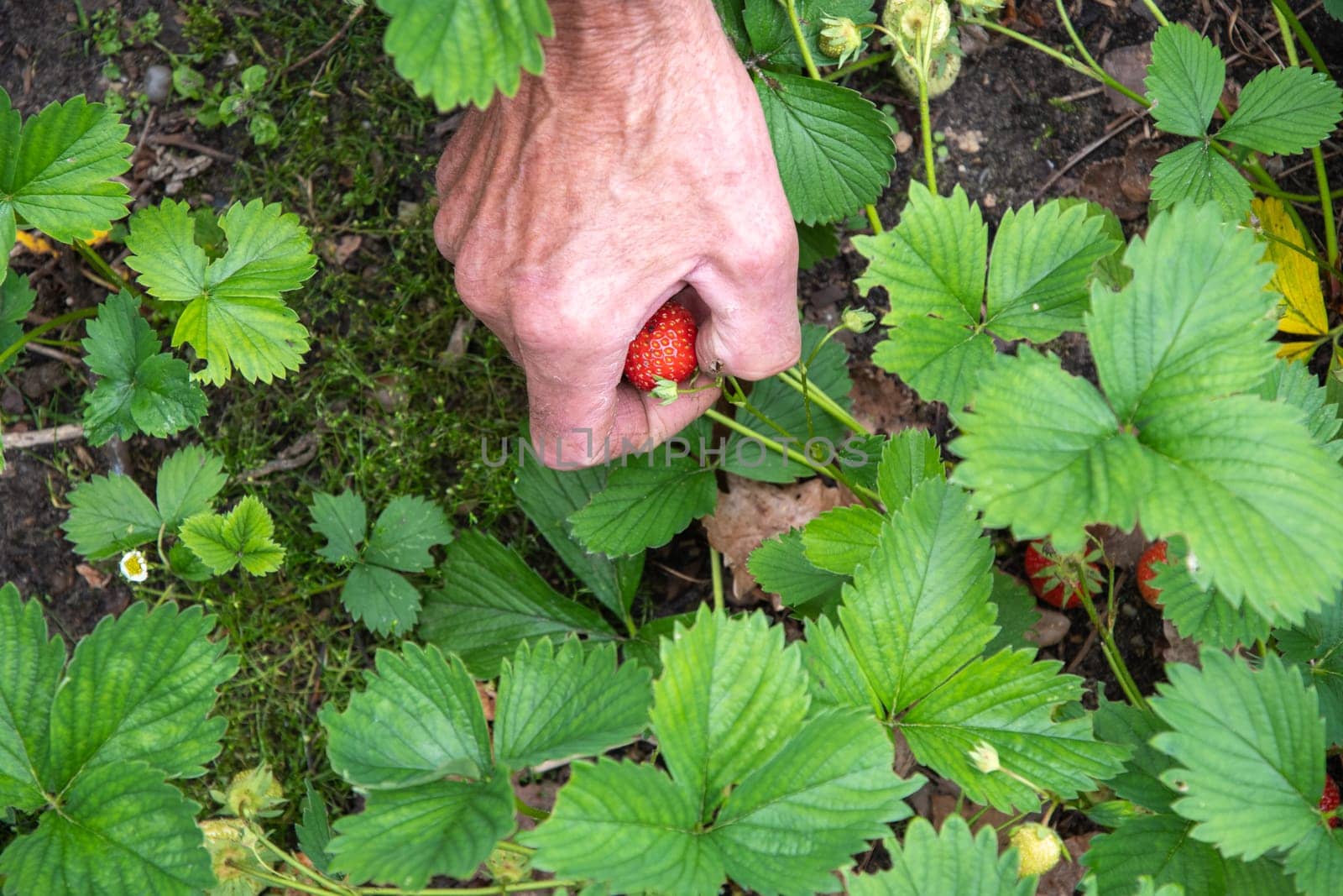 man picks strawberries in his palm, a summer harvest of berries, fruit picking, by KaterinaDalemans