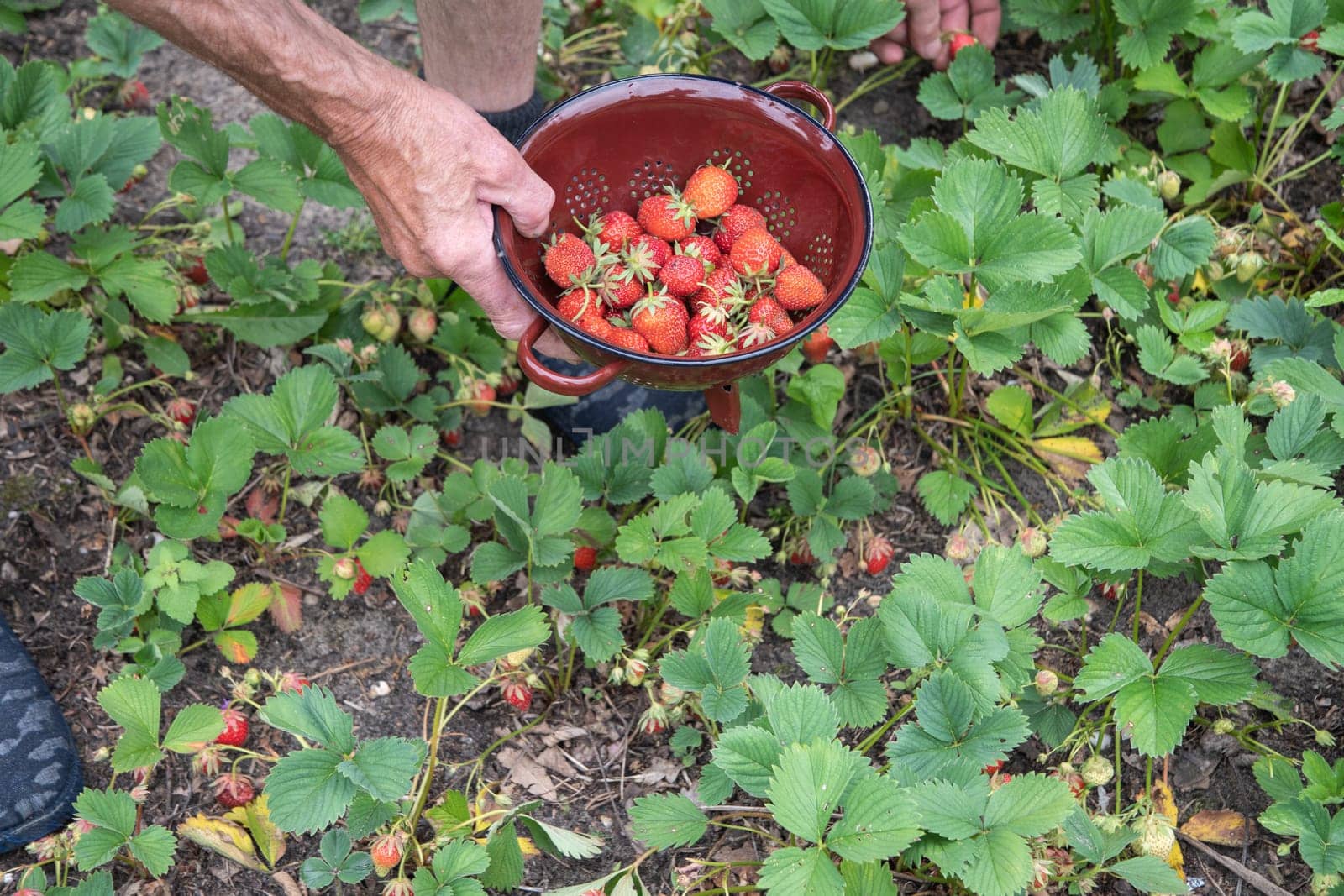 man picks strawberries in his palm, a summer harvest of berries, fruit picking, by KaterinaDalemans