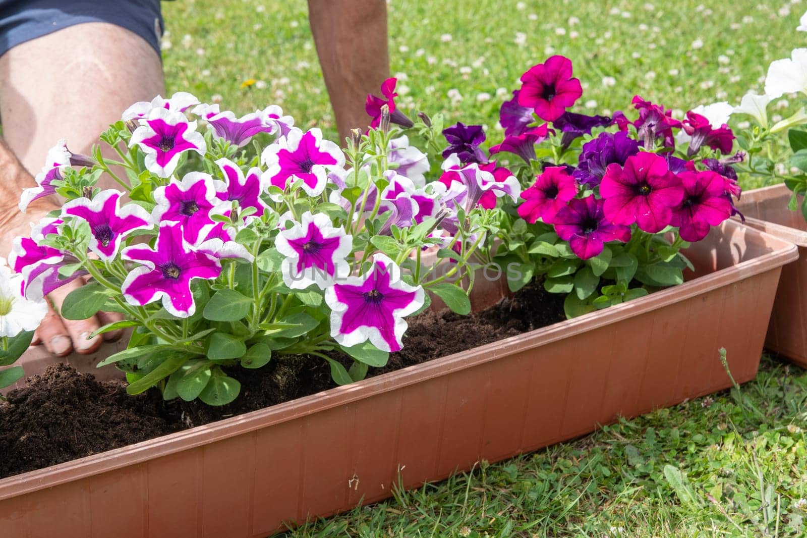 gardener transplants seedlings of petunias in a hanging pot to the window by KaterinaDalemans