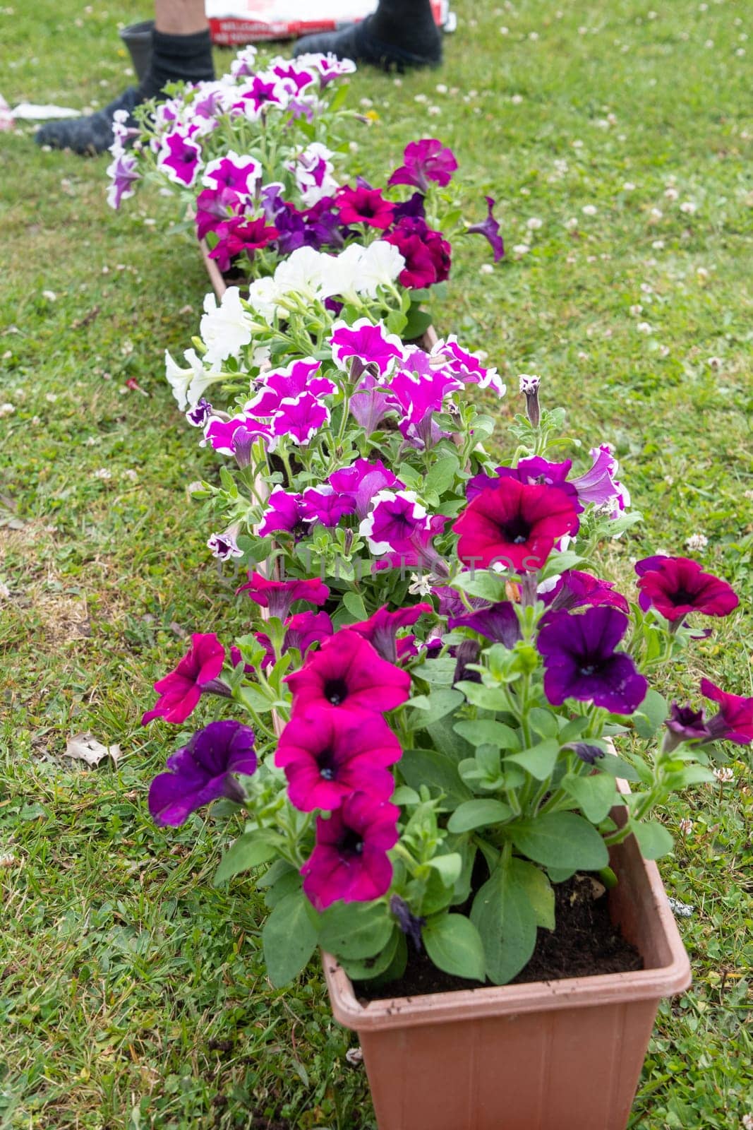 gardener transplants seedlings of petunias in a hanging pot to the window. High quality photo