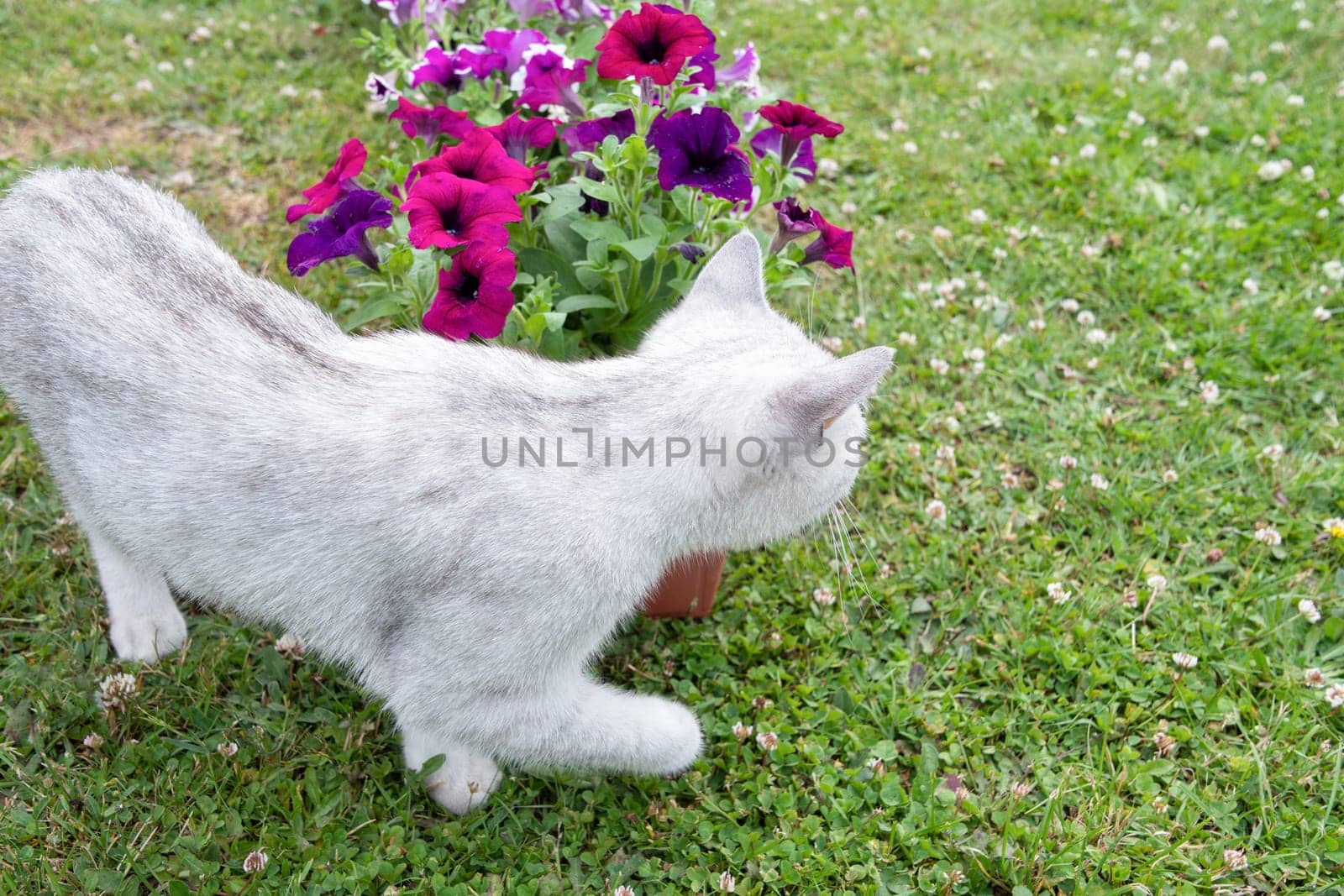 a little kitten sniffs the transplanted petunia flowers in pots the beginning of spring work in the garden, High quality photo