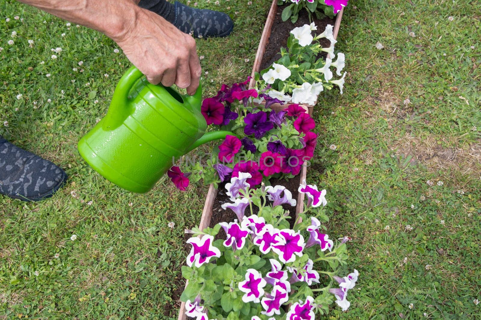 gardener watering transplanted petunias from watering can, seasonal garden work by KaterinaDalemans