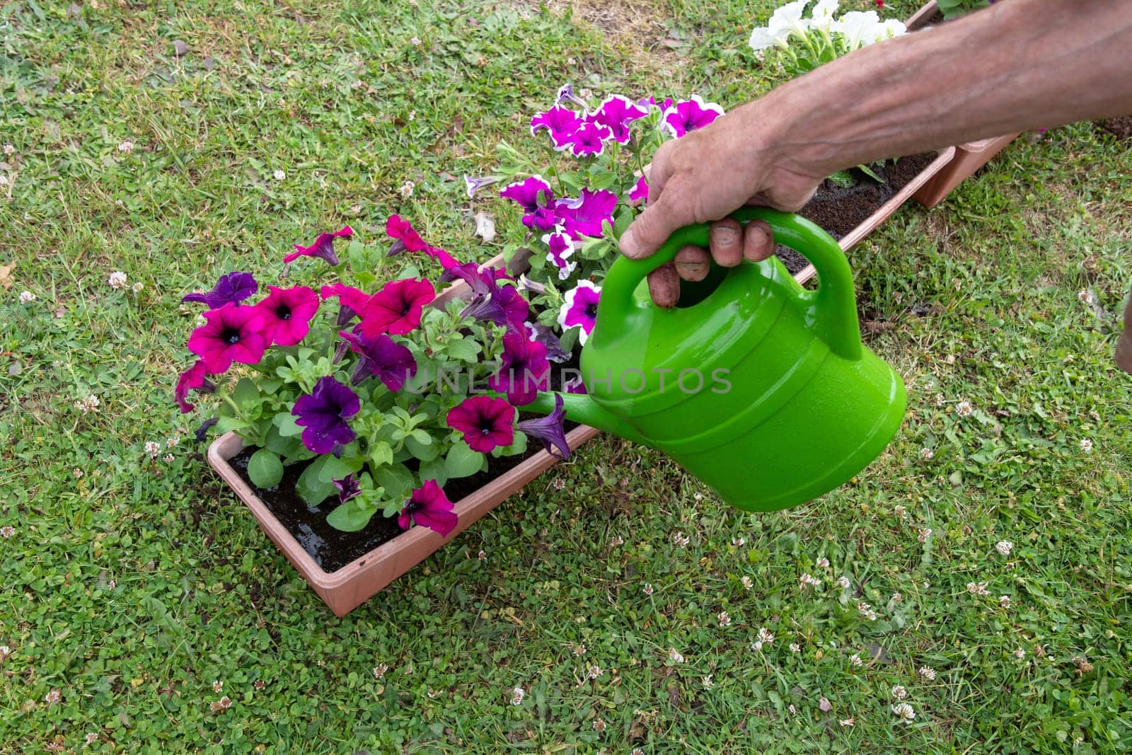 gardener watering transplanted petunias from watering can seasonal garden landscaping work in the garden, High quality photo