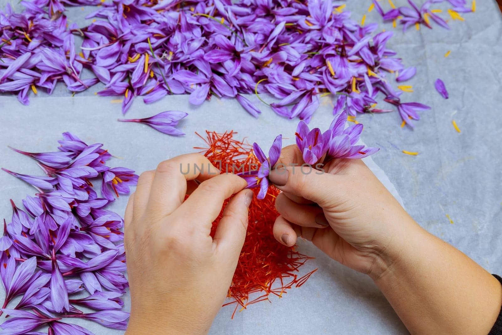 Saffron is a highly prized spice derived from vibrant purple flowers of crocus plants. Delicate nature of saffron harvesting requires skilled labor and attention to detail.