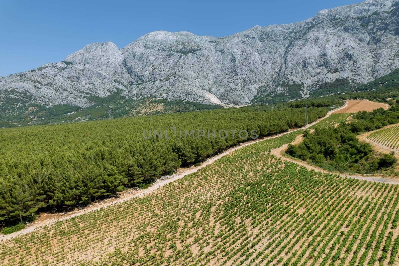 Vineyards in Croatia offer wine enthusiasts opportunity to taste and learn about local varieties.