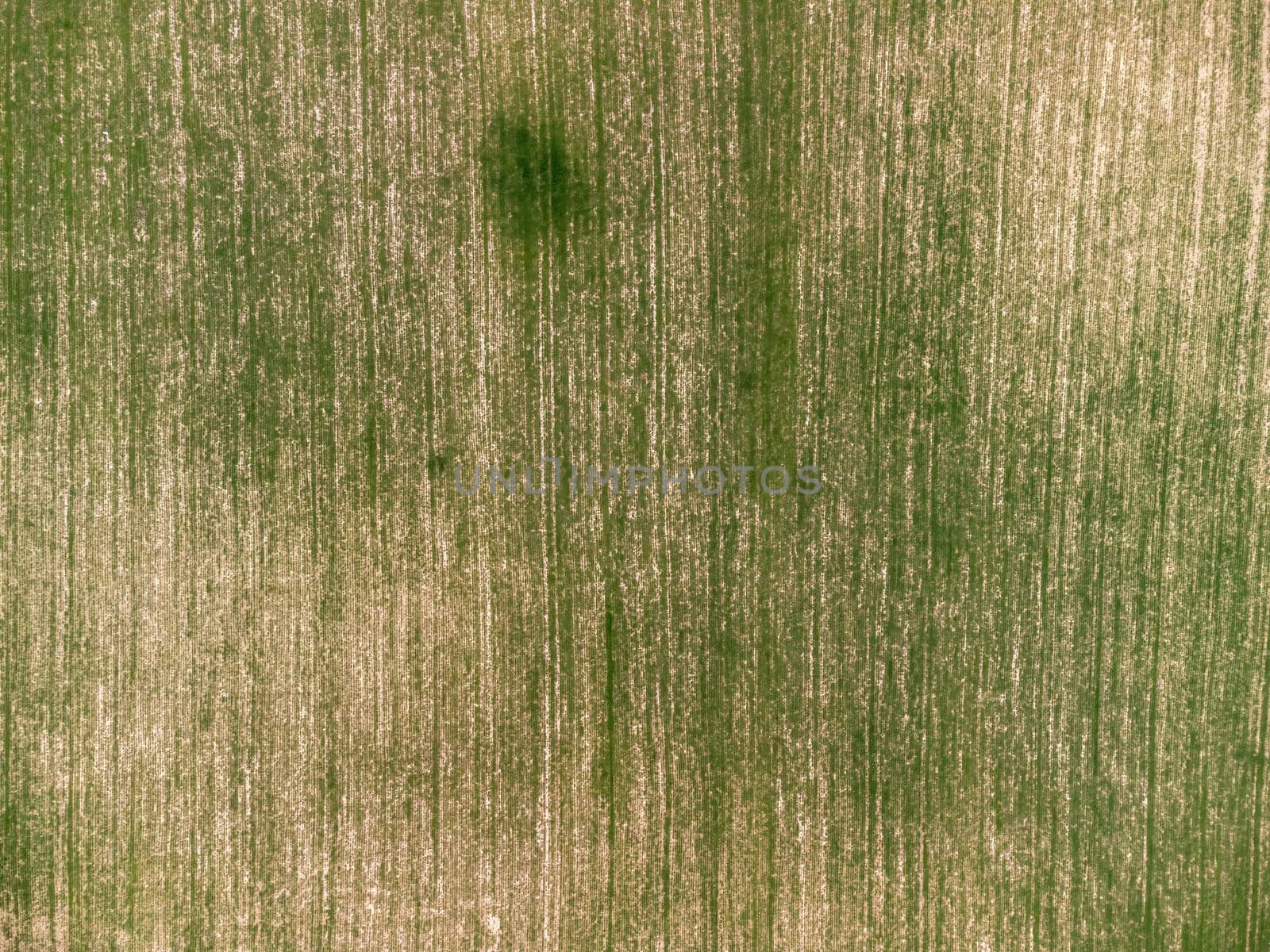 Aerial view on Green wheat field in countryside. Field of wheat blowing in the wind on sunset. Young and green Spikelets. Ears of barley crop in nature. Agronomy, industry and food production. by panophotograph