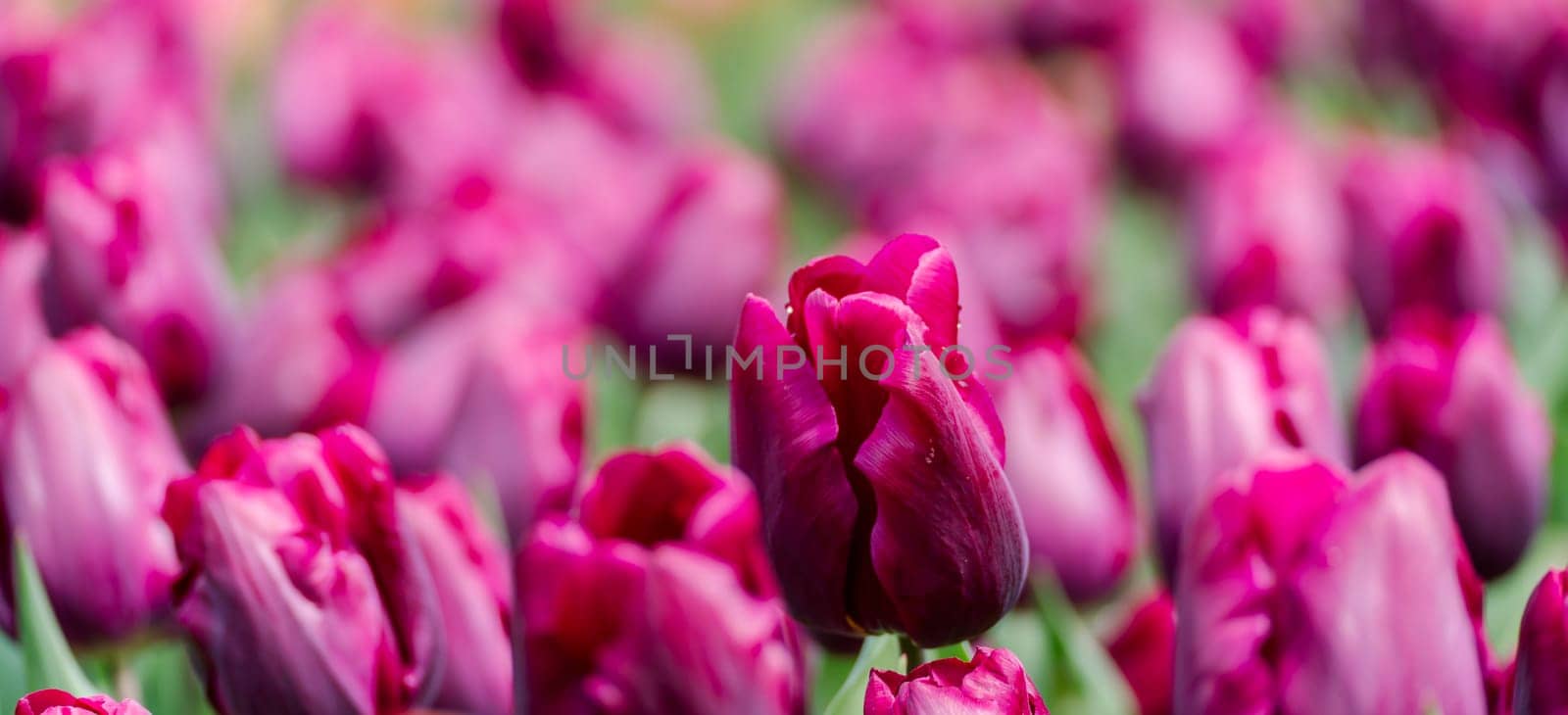 Magenta tulips spring blossoming, bokeh flower background, pastel and soft floral card, selective focus.