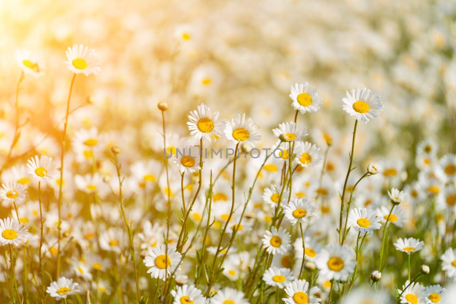 Daisy Chamomile background. Beautiful nature scene with blooming chamomilles in sun flare. Sunny day. Summer flowers. by Matiunina