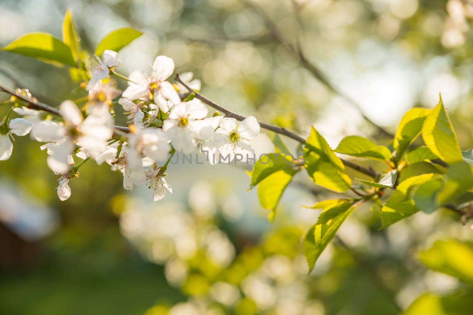 White plum blossoms blooming in spring.Beautiful apple orchard with blooming apple trees. Spring Nature landscape. by YuliaYaspe1979