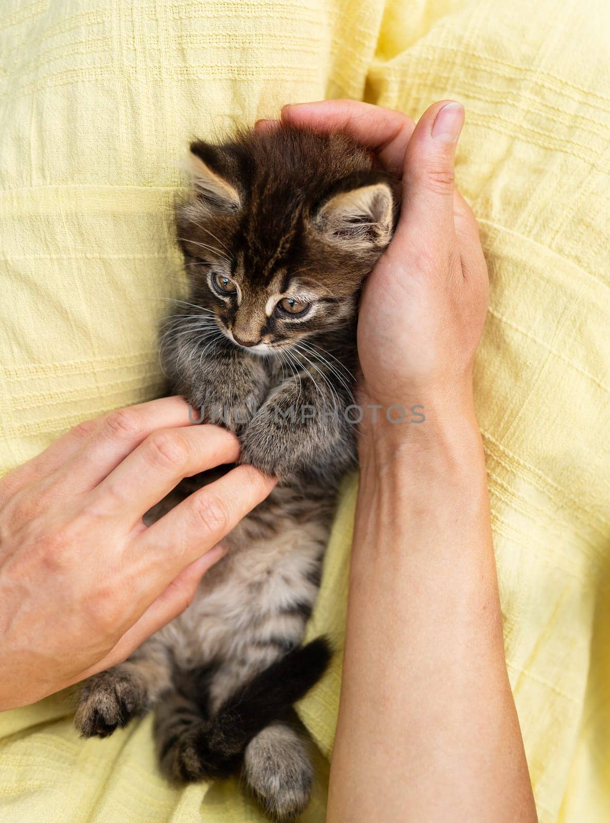 A small kitten with brown striped fur is being held and petted by a person. The kitten s eyes and whiskers are visible