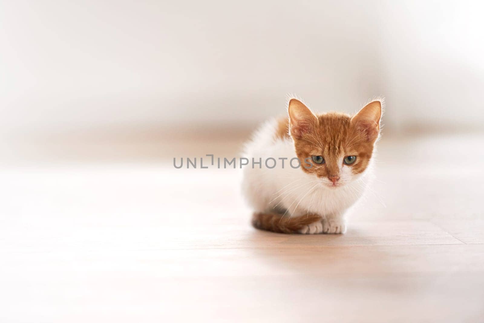 Pets, animal care and cat on a floor in a house waiting, chilling and sitting on a floor looking curious. Ginger, watching and kitten in a room at home for morning routine and games, cute and sweet by YuriArcurs