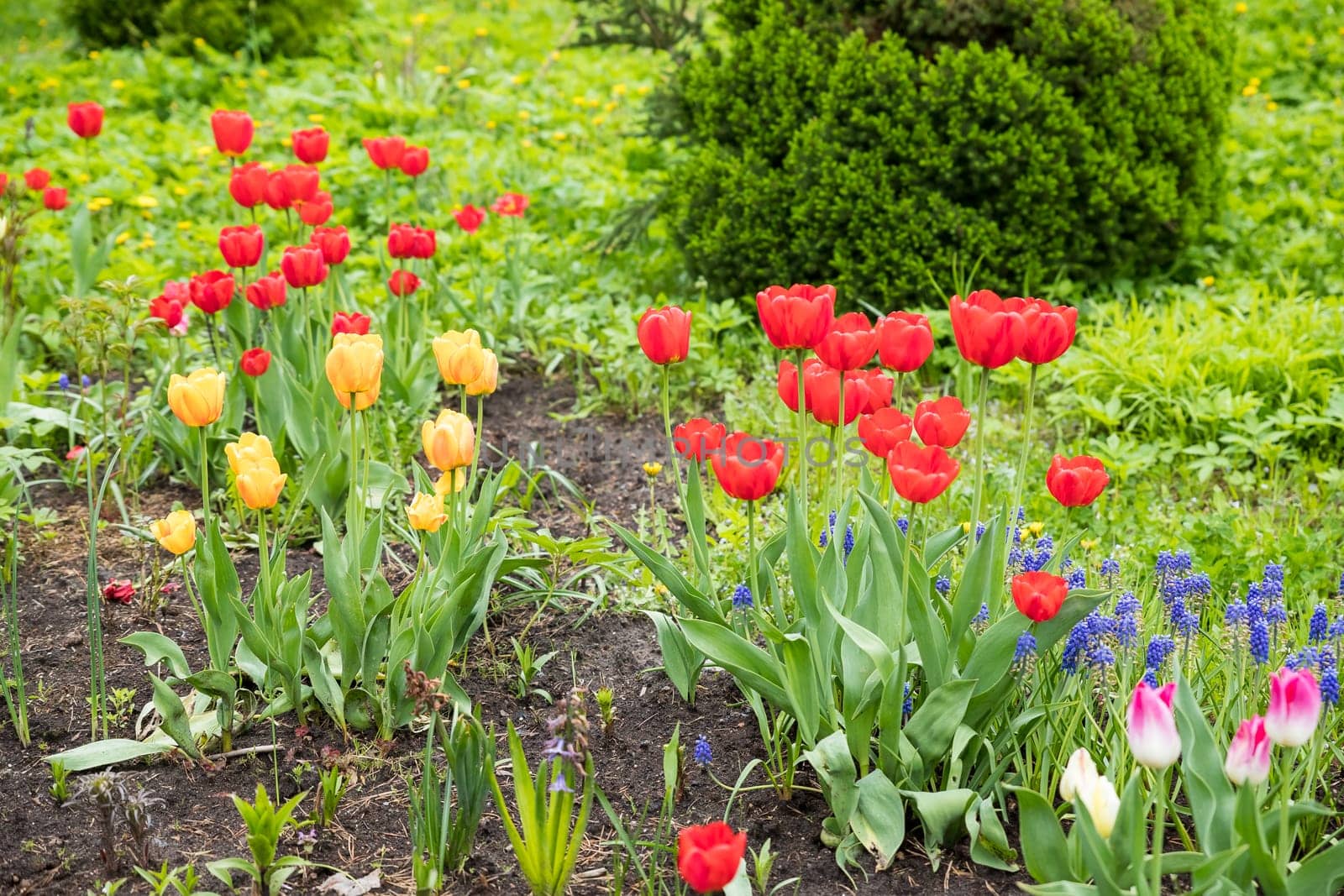 Spring tulip field background. flower garden. Nature plant in may sunny park, fresh green buds close up, bulb grow. day sunlight shine.Field of colorful bloom tulips in botanical park by YuliaYaspe1979