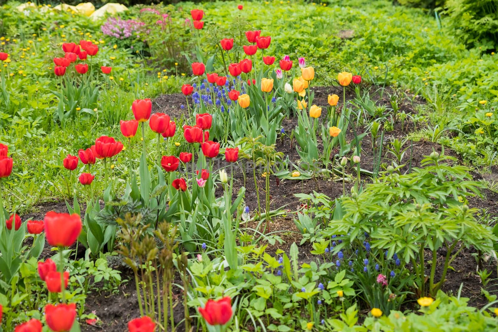 Spring tulip field background. flower garden. Nature plant in may sunny park, fresh green buds close up, bulb grow. day sunlight shine.Field of colorful bloom tulips in botanical park by YuliaYaspe1979