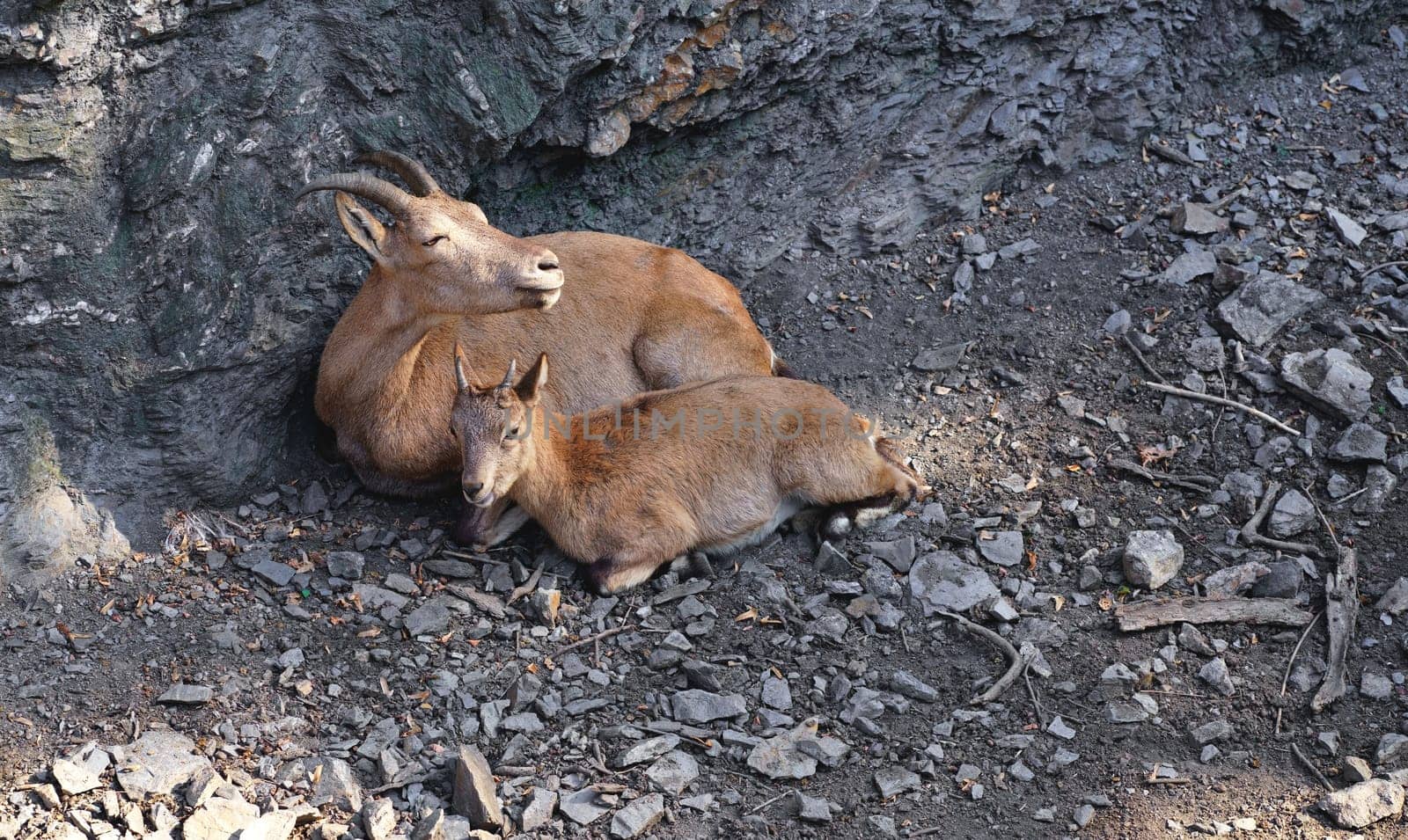 PRAGUE, CZECH REPUBLIC - 2023: Mountain goats. Prague Zoo is one of the best zoos in the world. A family of mountain goats rests on the rocks. by aprilphoto