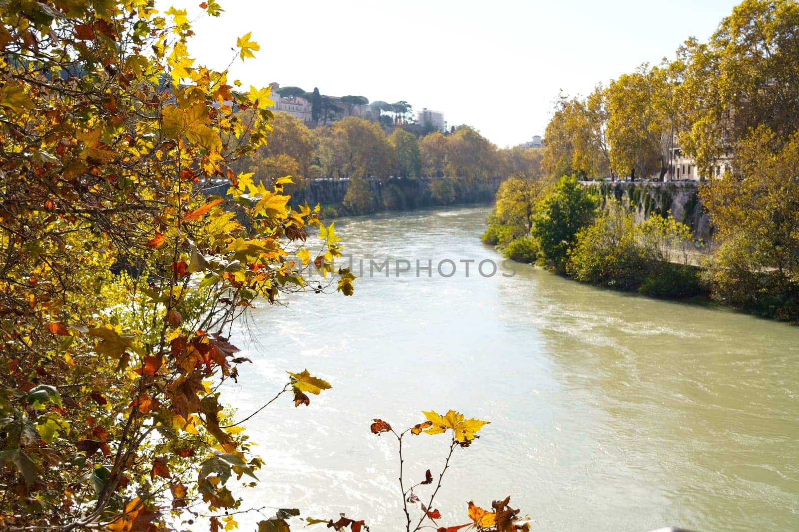 Autumn in Rome. Yellow leaves of plane trees along the river. The embankment along the Tiber, a favorite place for jogging and walking among the Romans.