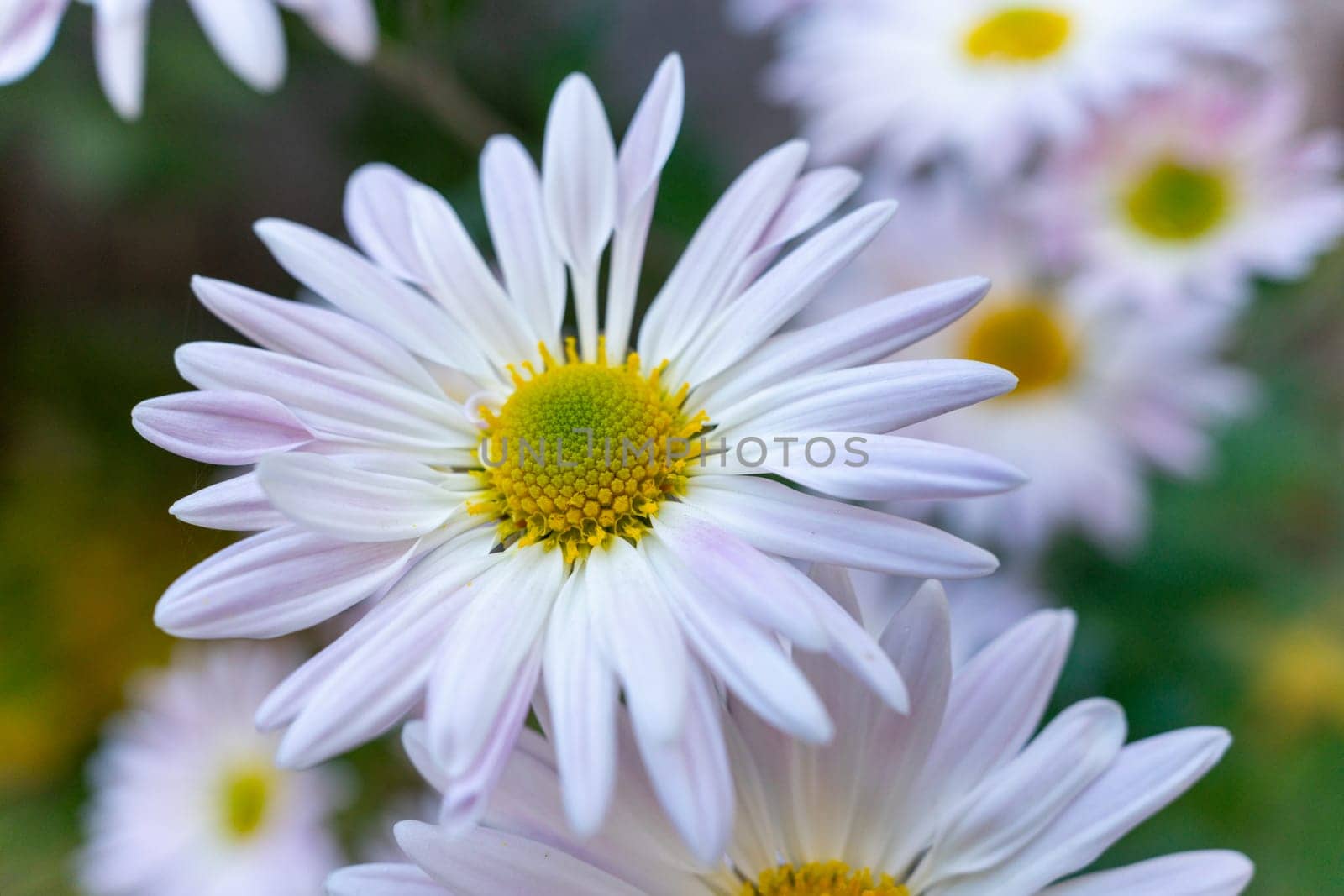 White flower close-up on the background of other flowers. Big white daisy. Soft focus, shallow depth of field