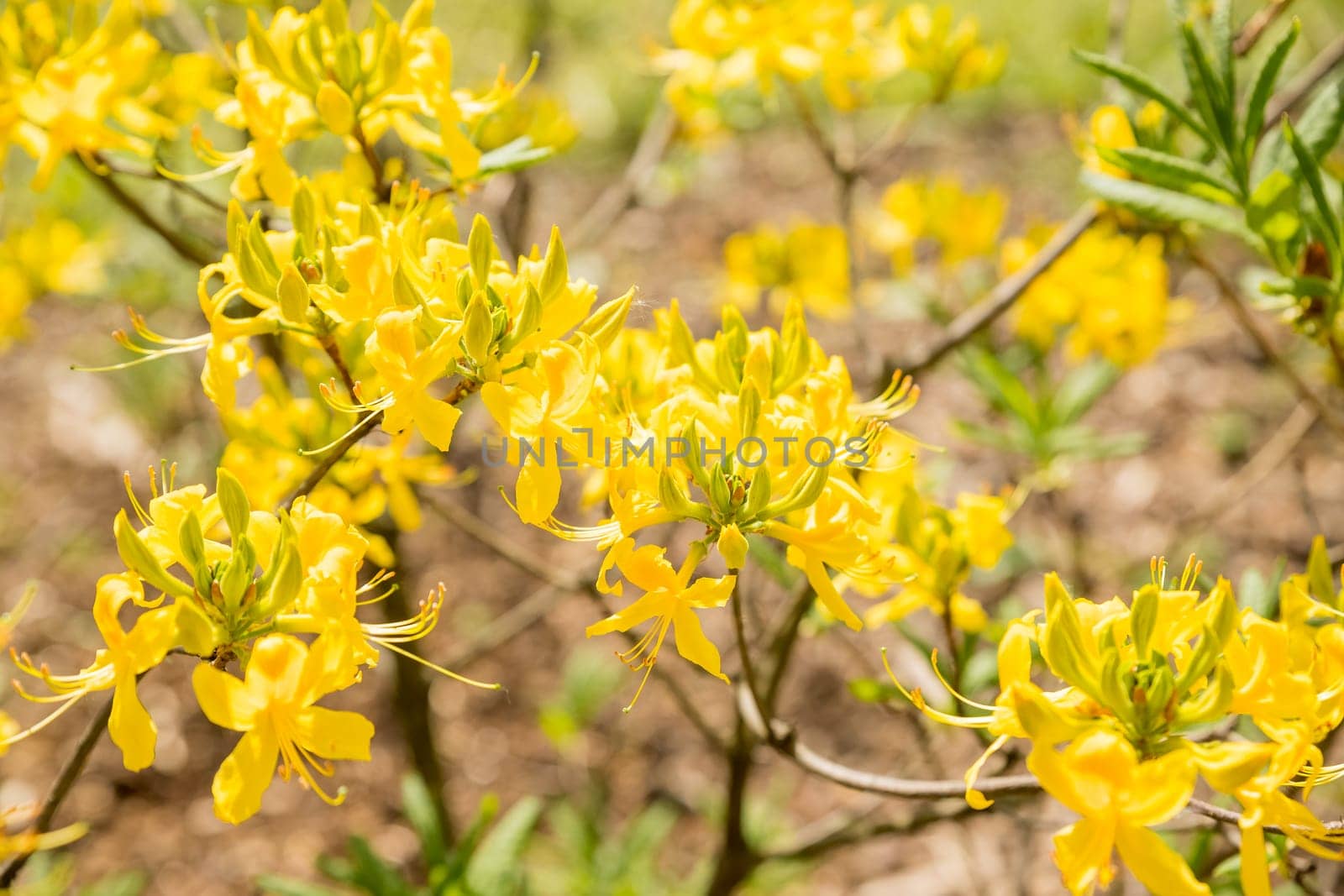 Blooming bush of yellow rhododendron in the botanical garden. Garden with Azalea. Grandiflorum bush on a bright spring day by YuliaYaspe1979