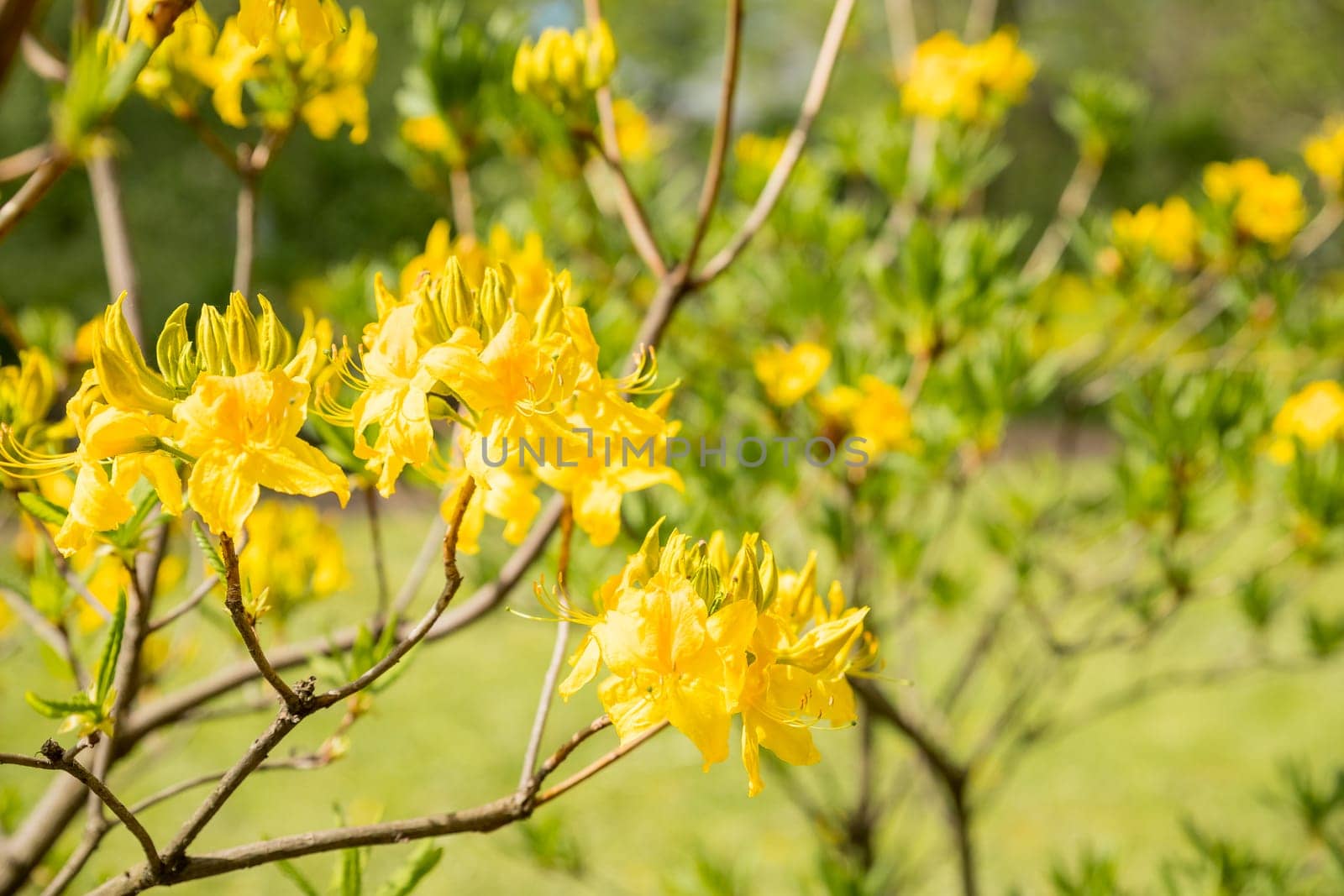 Blooming bush of yellow rhododendron in the botanical garden. Garden with Azalea. Grandiflorum bush on a bright spring day by YuliaYaspe1979