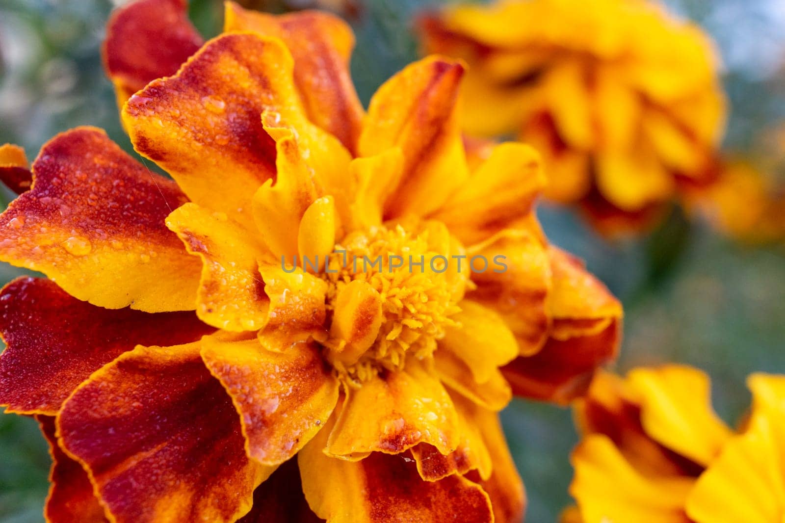 Bright orange marigold close-up. Drops of dew on a large marigold