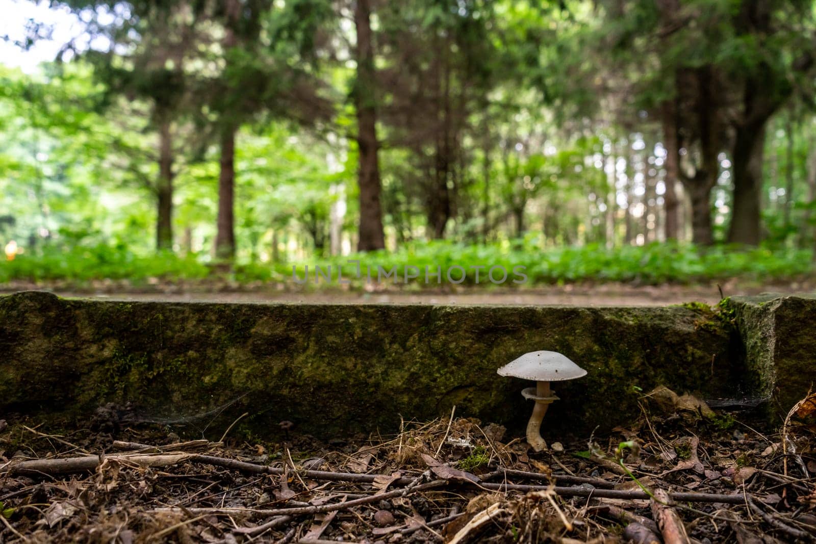 A mushroom grows near the curb in the park.