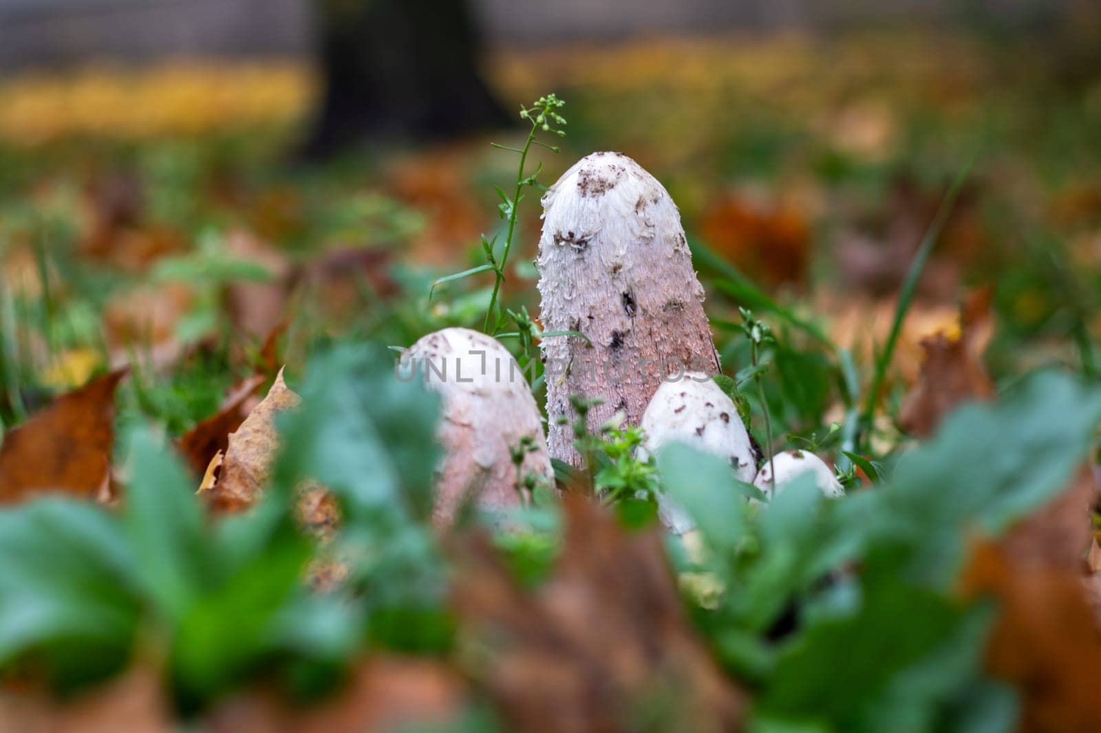White mushroom in autumn among yellow leaves close up