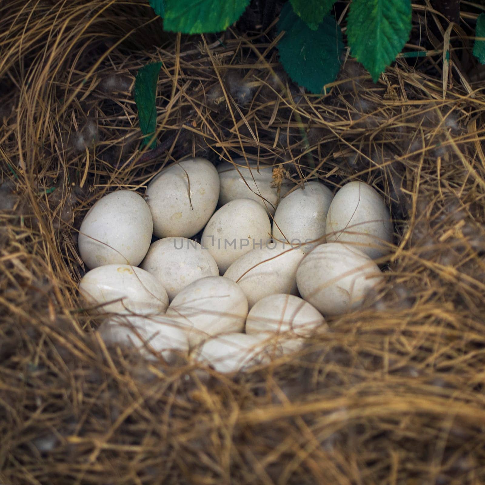 Chicken eggs is on chicken nest,it s made from straw , this nest is a natural chicken nest on a lot of small stones ,this image in natural and chicken eggs concept by Andre1ns