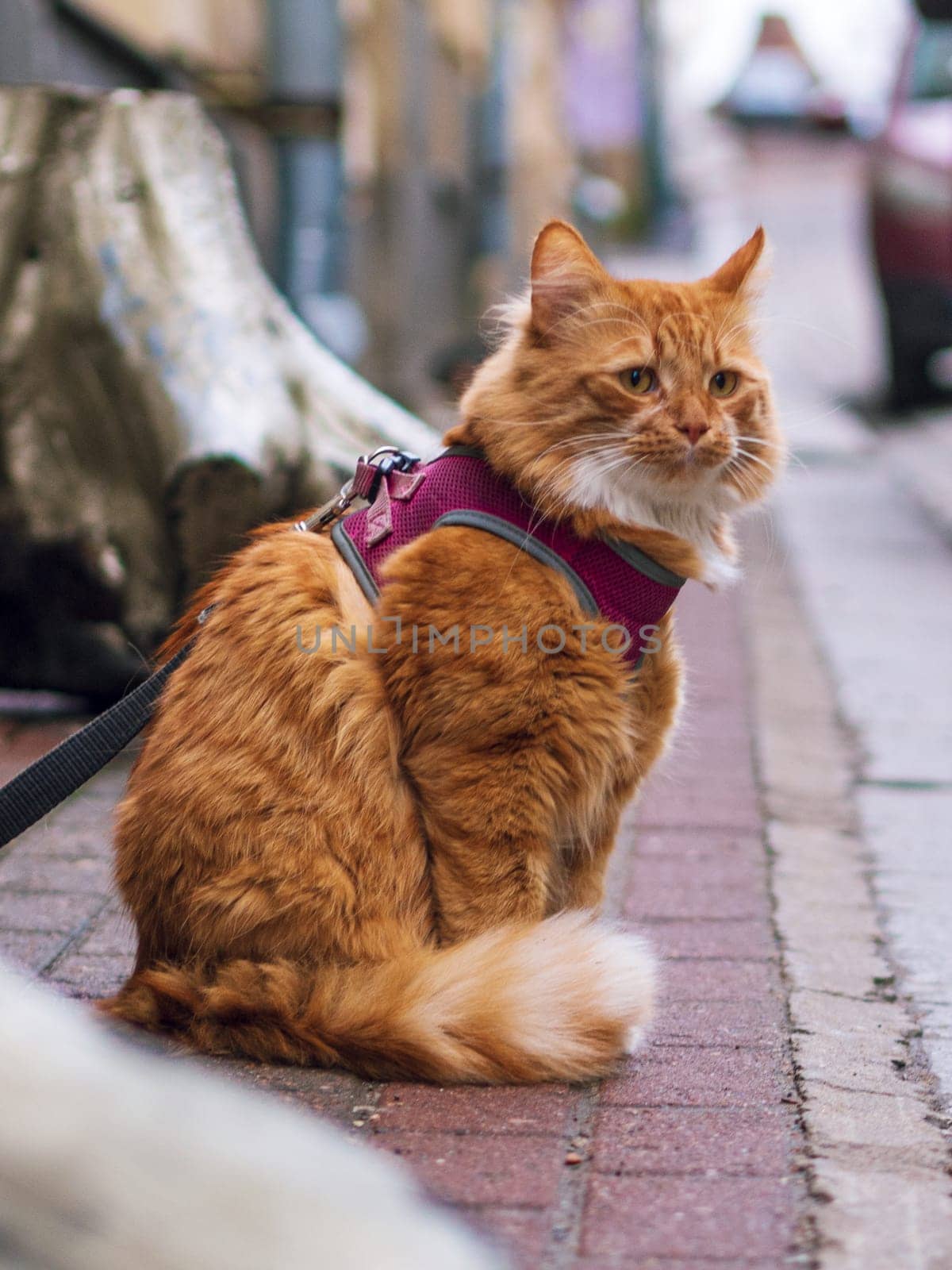 Big Orange Ginger Tom Cat on a City Street.