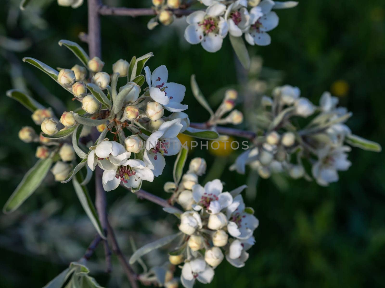 Bright white an apple-tree flower illuminated by a bright ray of the spring sun and blue sky on a back background.