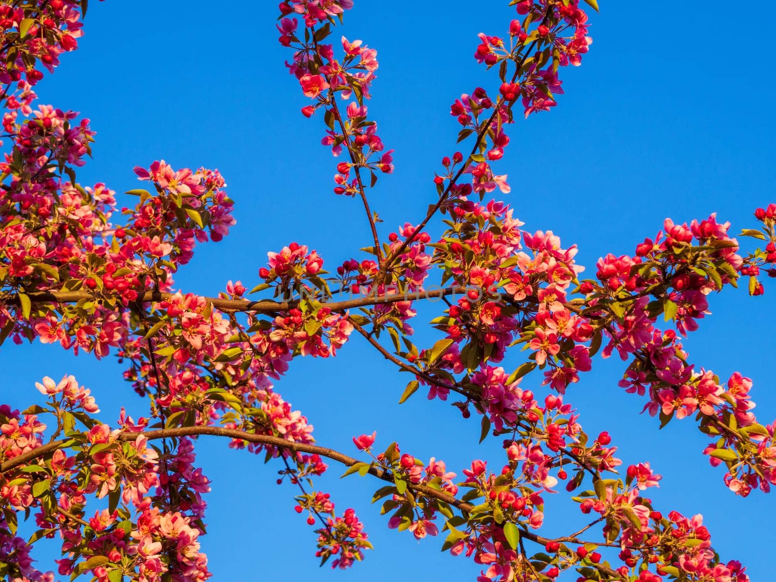 Branches of apple blossoming, pink flowers. Apple blossom panorama wallpaper background. Spring flowering garden fruit tree.